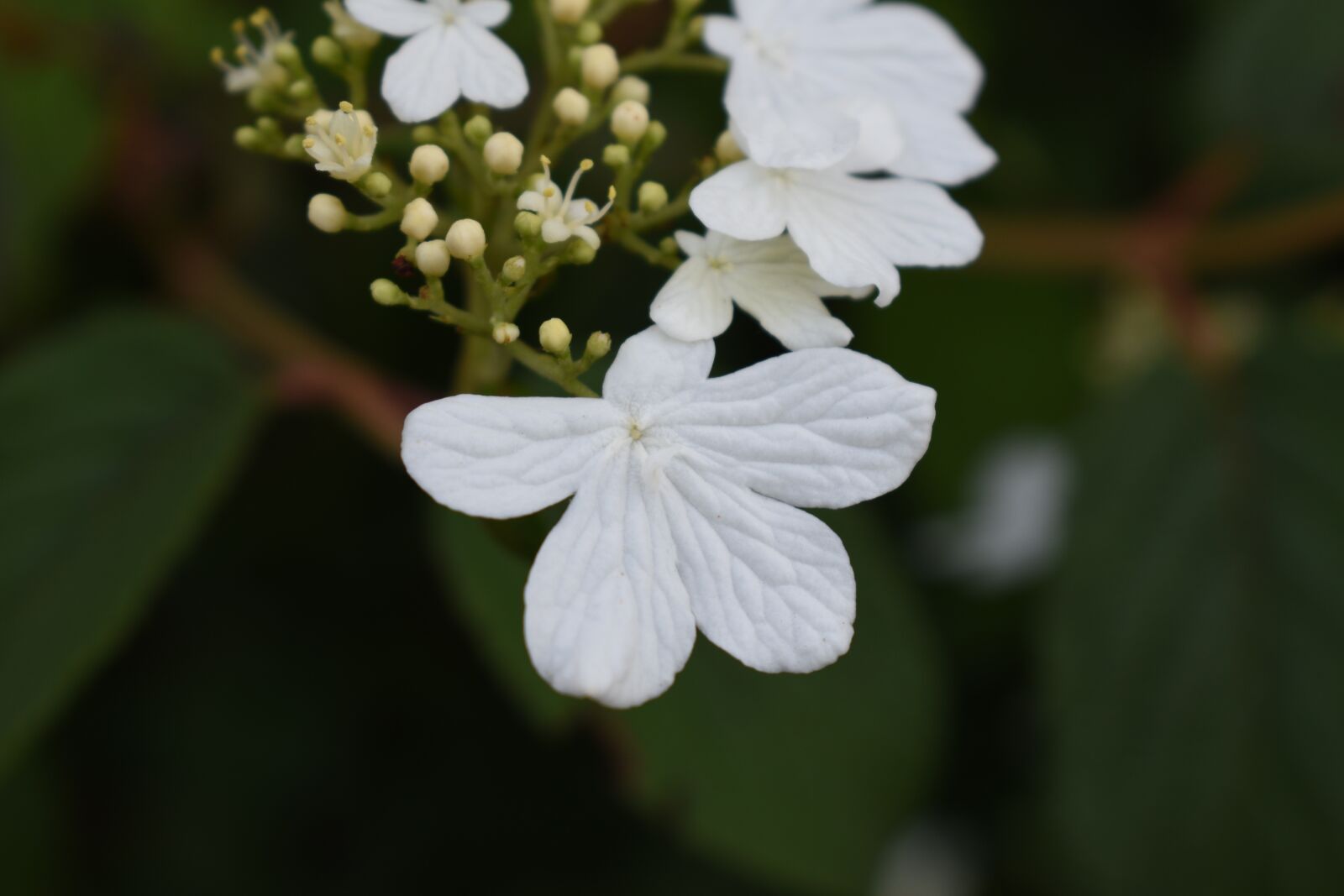 Nikon D5600 sample photo. White flowers, petals, blossom photography