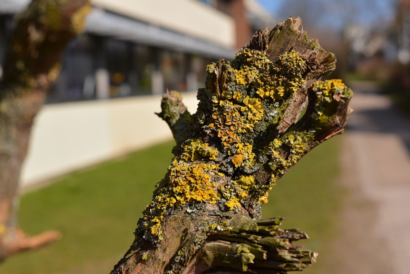 Nikon D5200 sample photo. Branch, wood, moss photography