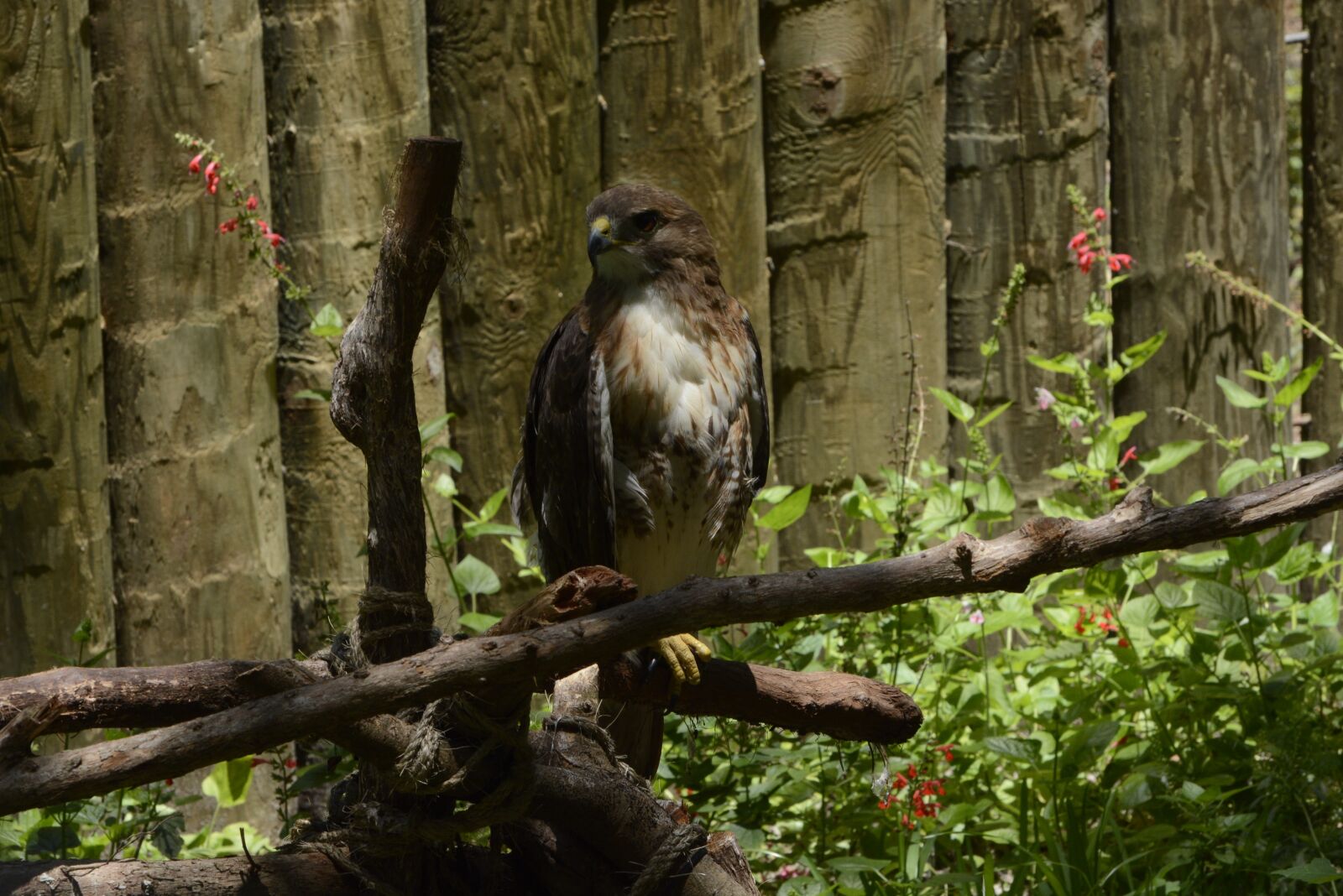 Nikon D7100 sample photo. Red tailed hawk, bird photography
