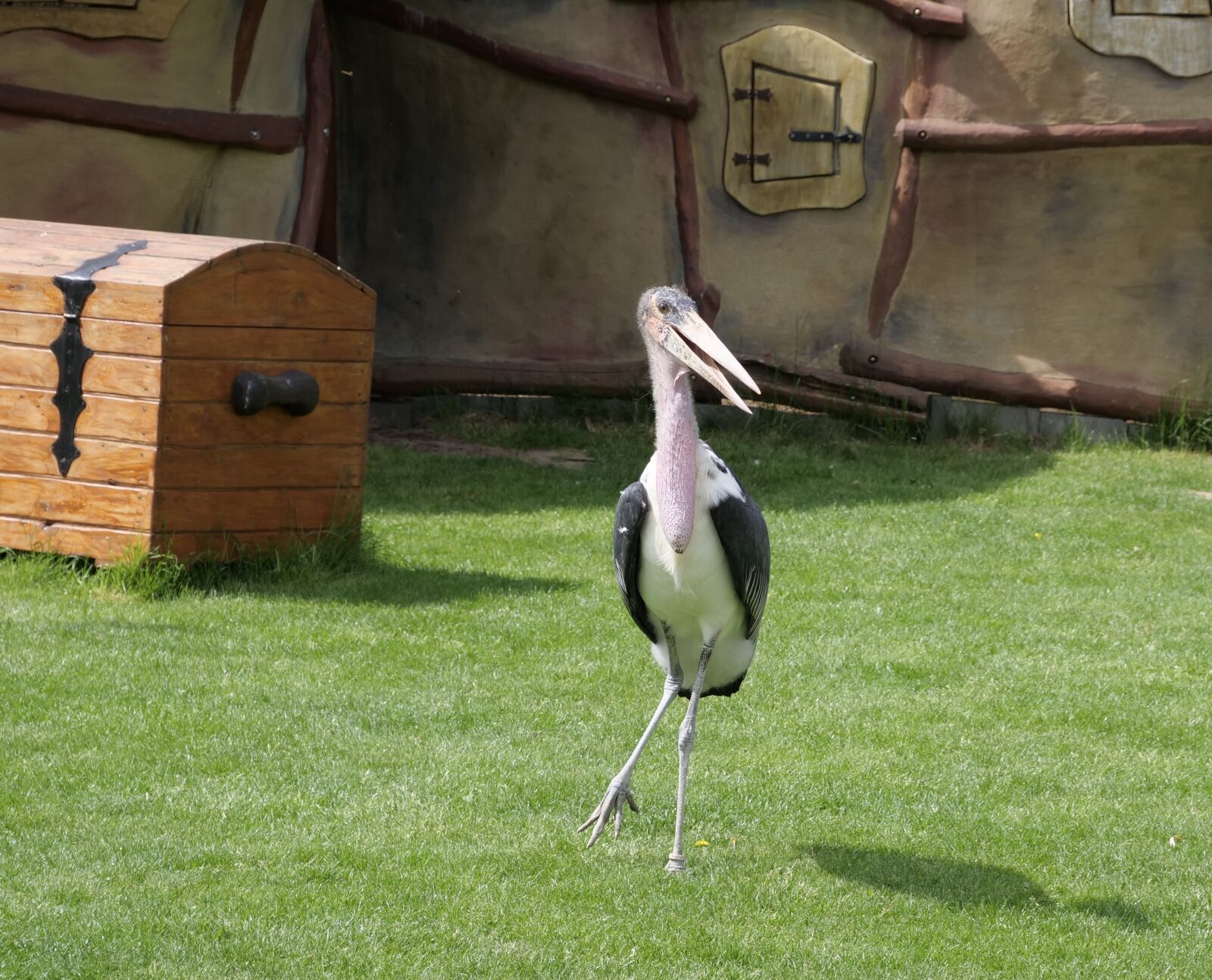 Panasonic Lumix DC-G9 sample photo. Marabu, animal world, adjutant photography