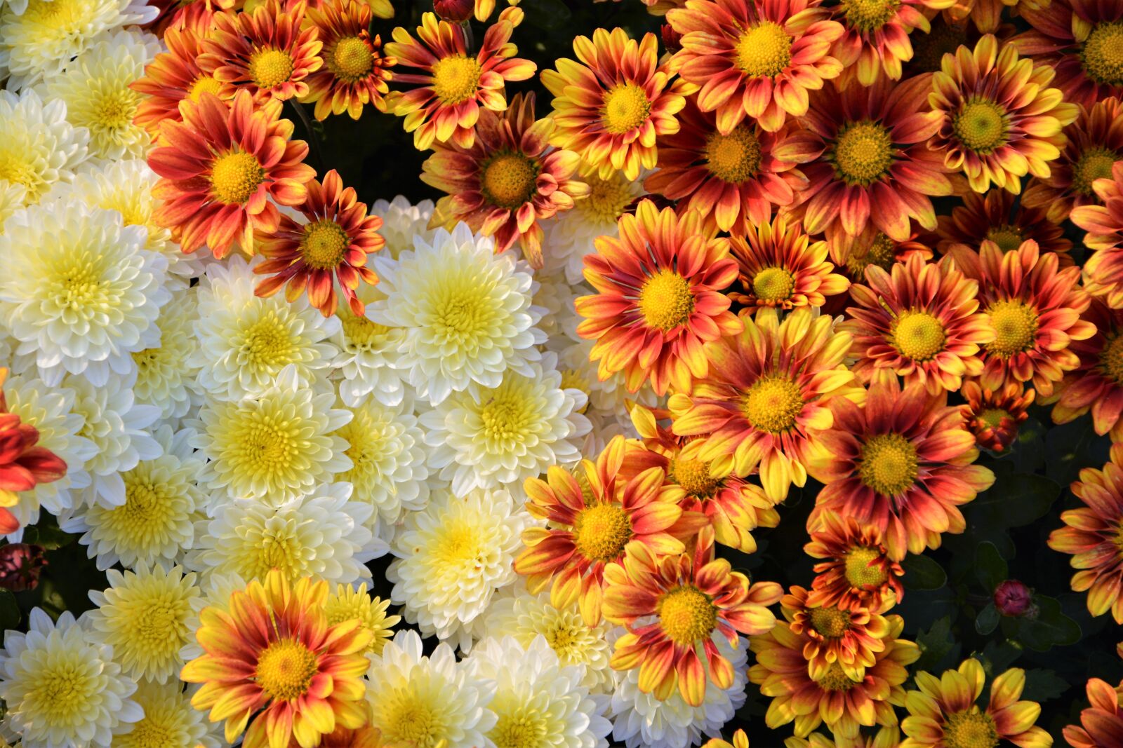 Nikon D7100 sample photo. Flower, chichewa live, vivid photography