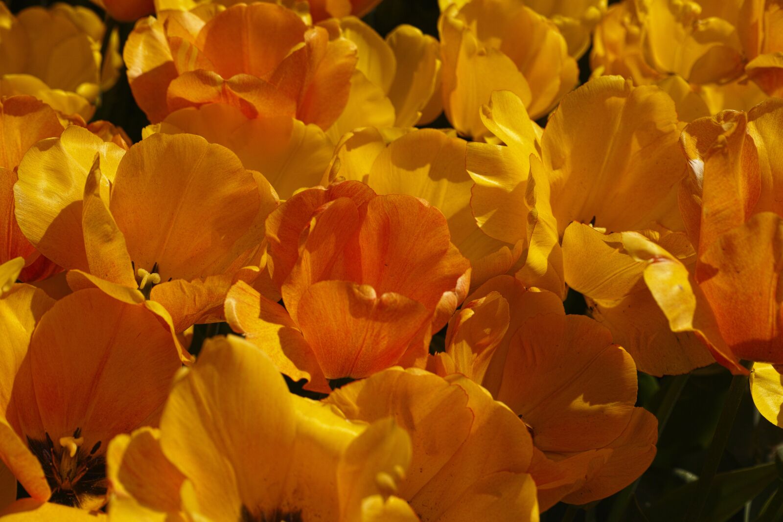 Sigma DP3 Merrill sample photo. Tulips, flower, detail photography