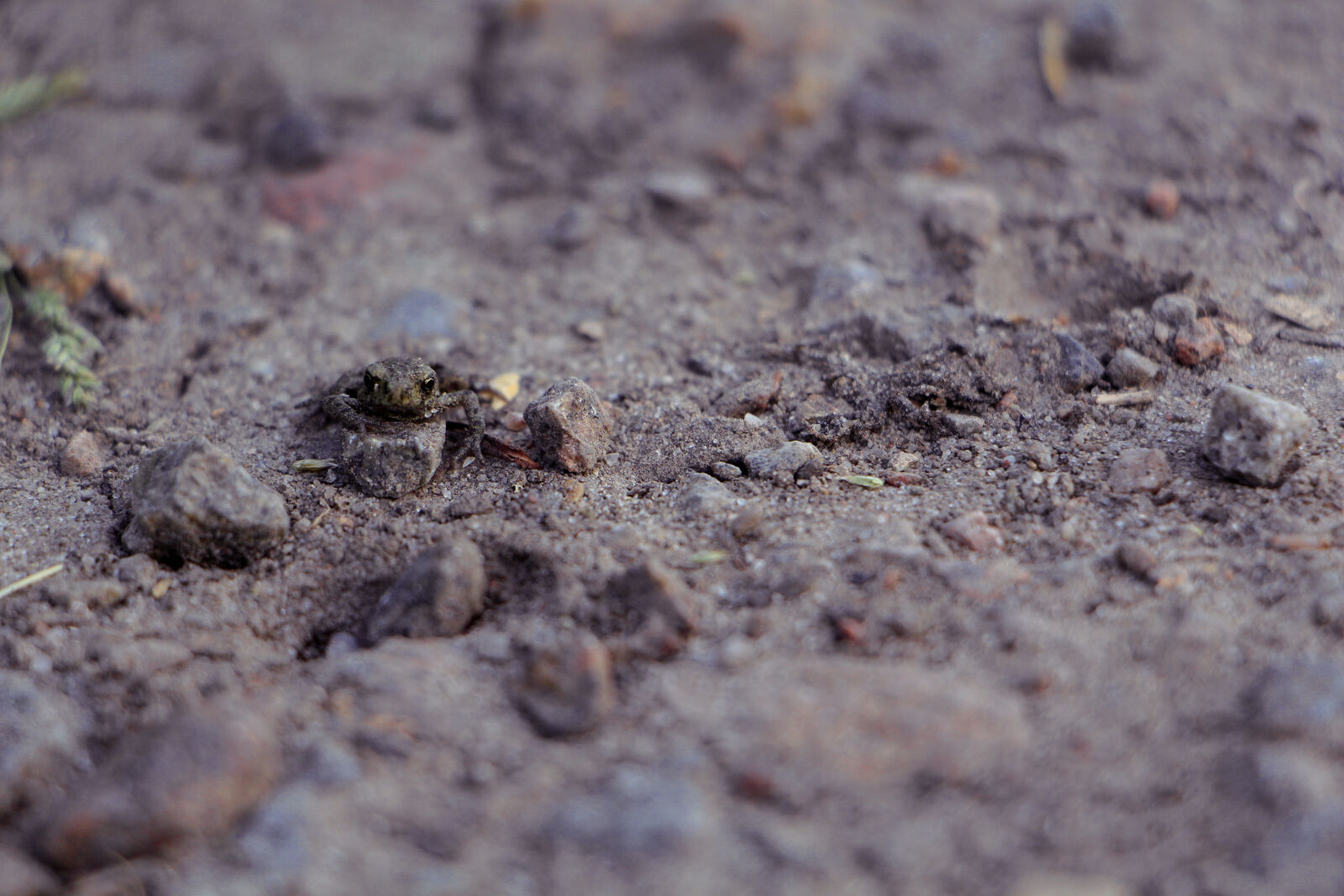 Canon EF-S 18-135mm F3.5-5.6 IS STM sample photo. Frog, grey, ground, macro photography