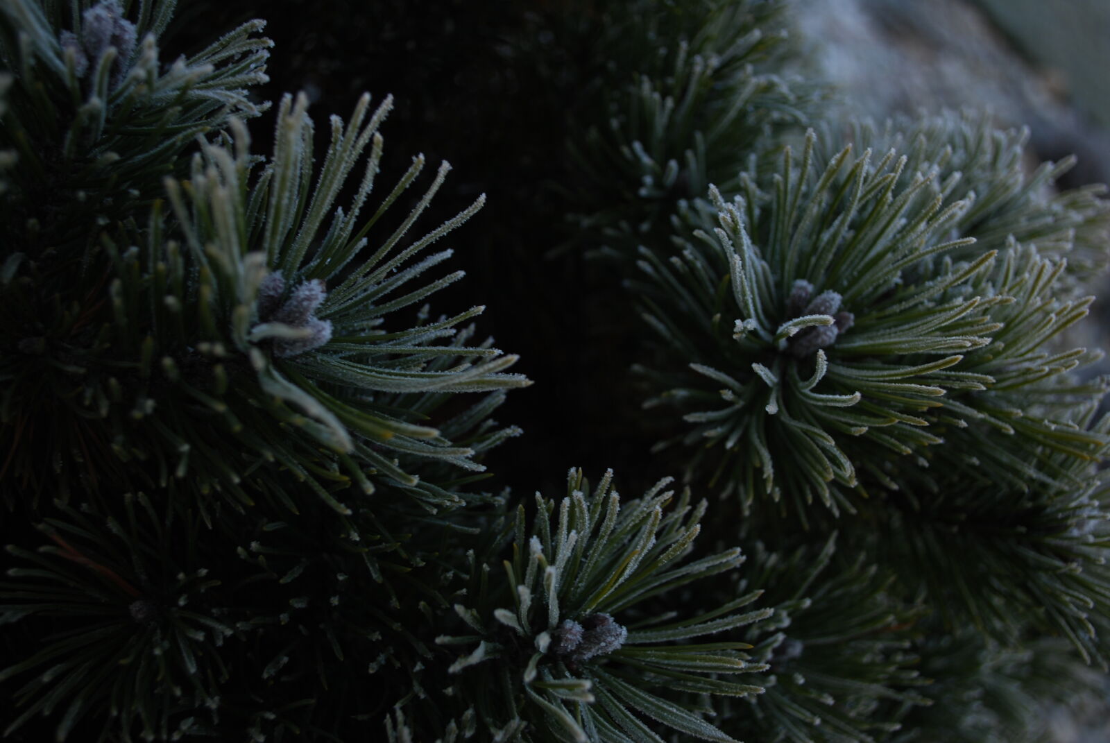 Nikon D60 sample photo. Blue, cold, conifer, freeze photography