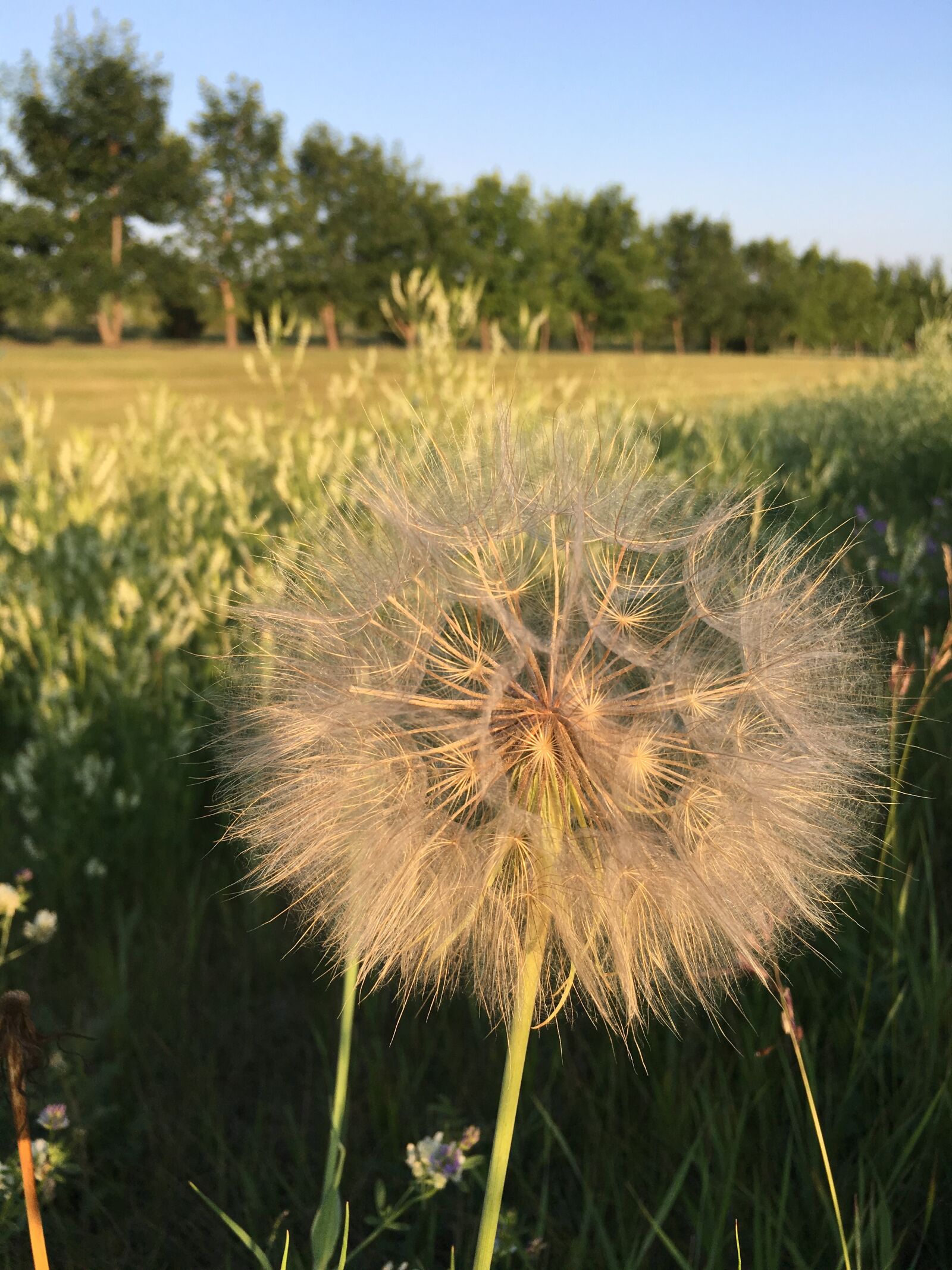 iPhone 6s Plus back camera 4.15mm f/2.2 sample photo. Dandelion, fluffy, seeds photography