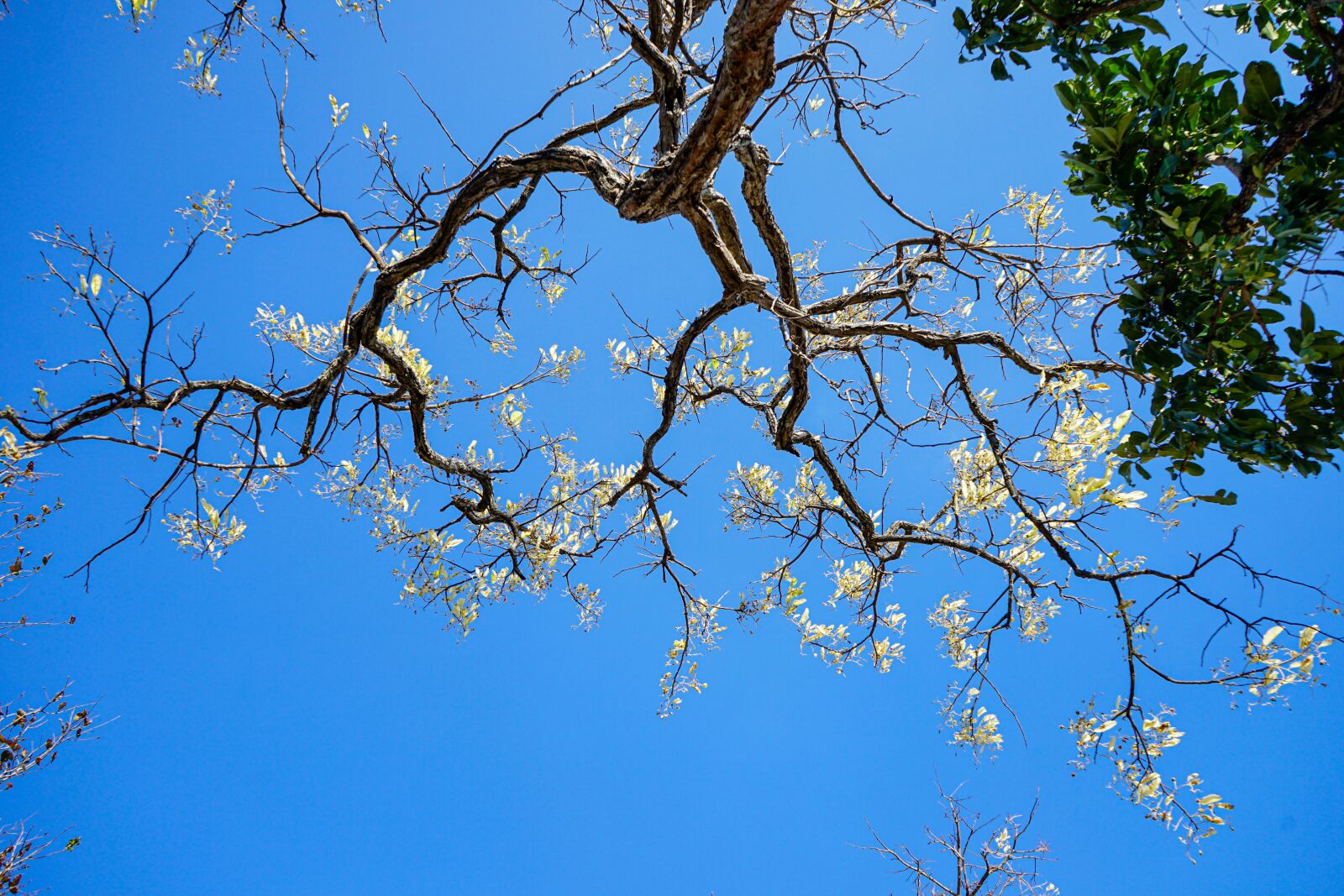 Sony a7 II + Sony FE 28-70mm F3.5-5.6 OSS sample photo. Blue skies, twigs, germination photography