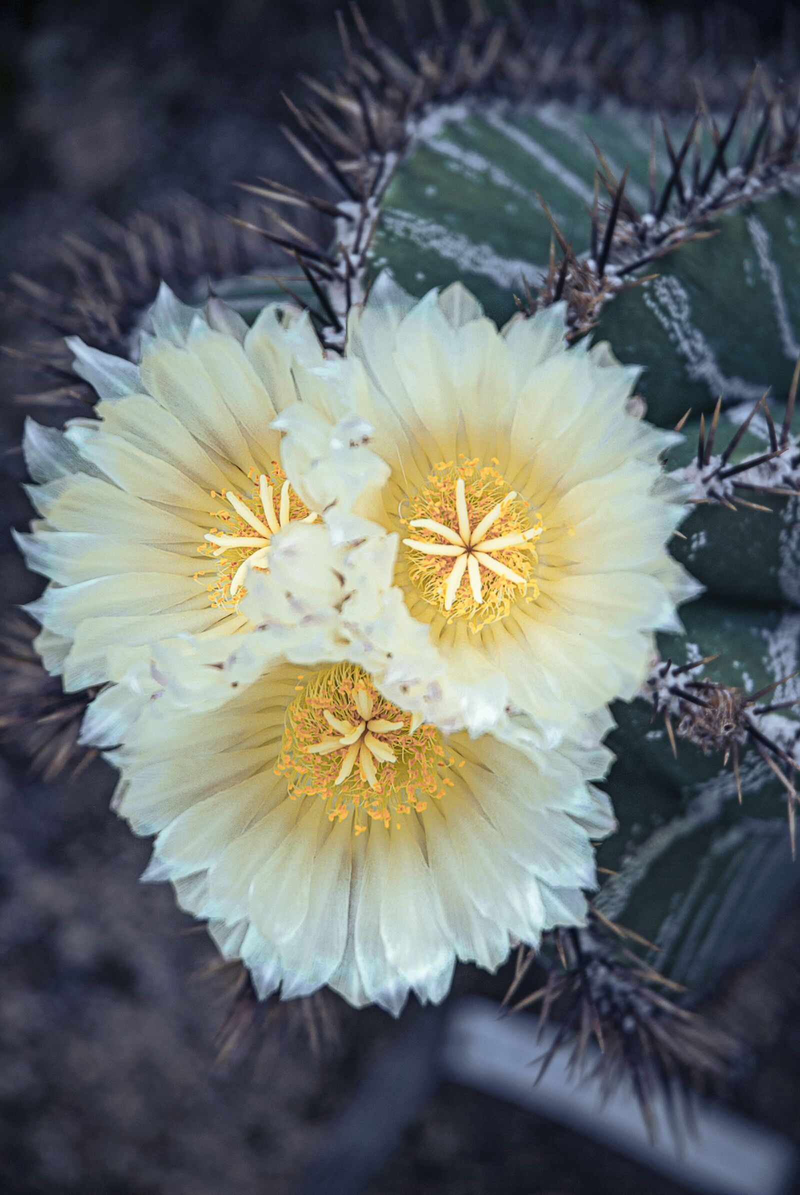 Nikon D200 sample photo. Cactus, flowers, nature photography