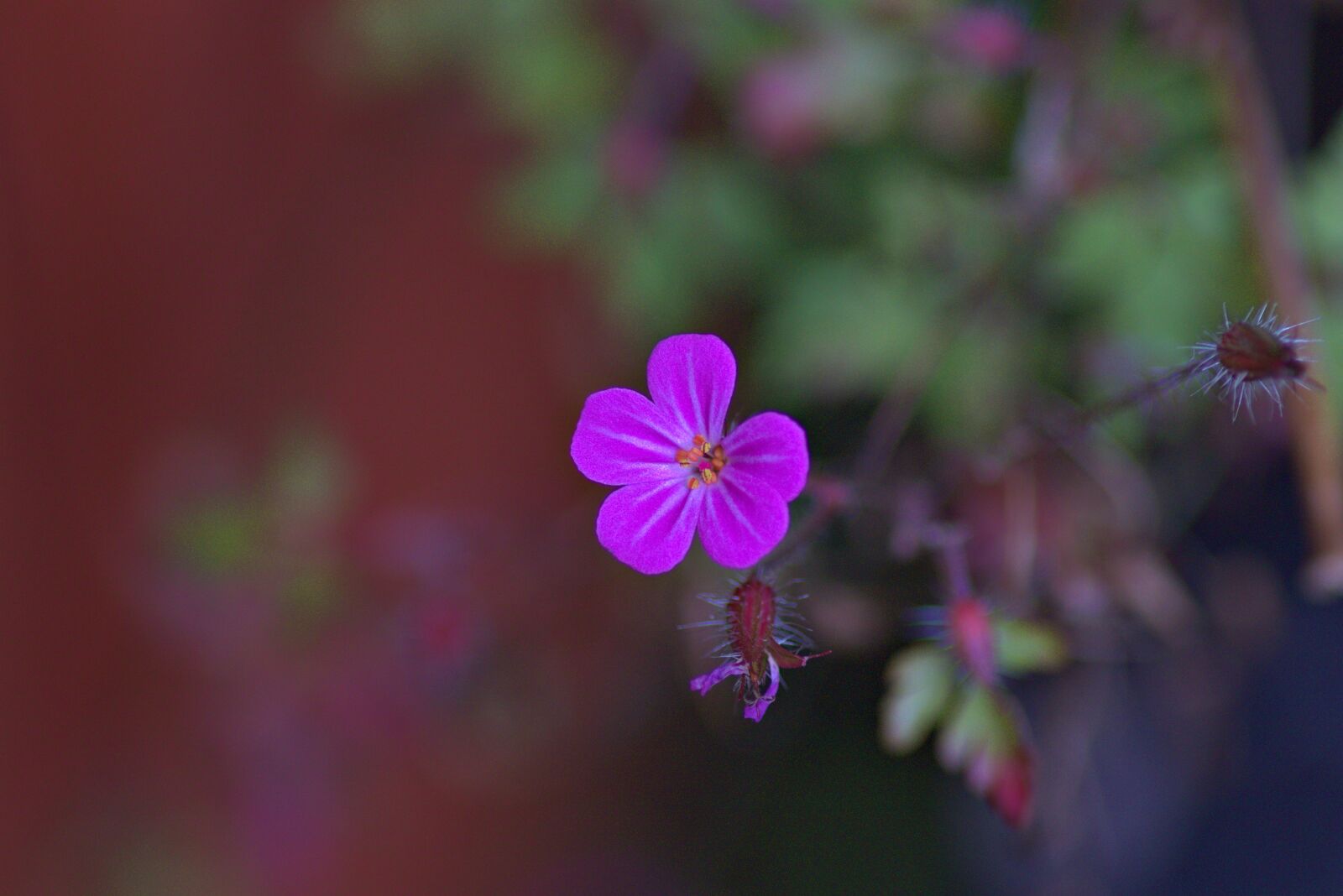 Canon EOS 77D (EOS 9000D / EOS 770D) sample photo. London, battersea, back photography