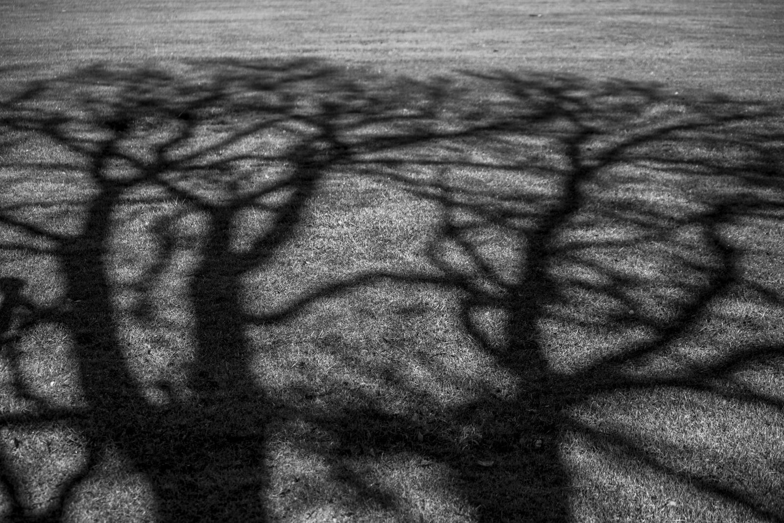Canon EF-S 55-250mm F4-5.6 IS sample photo. Black, and, white, branches photography
