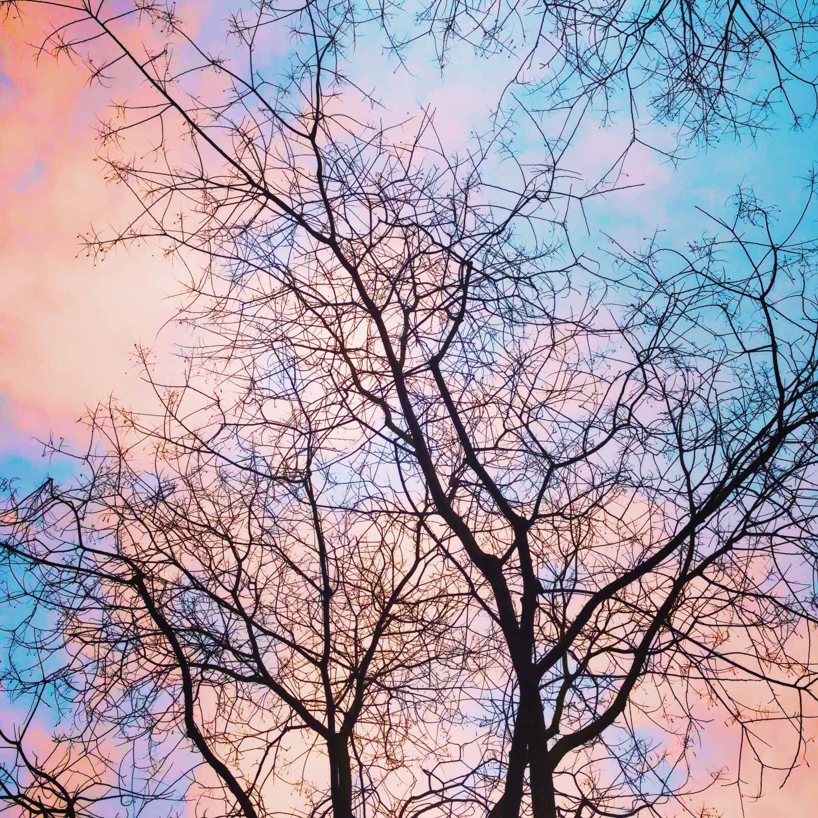 iPhone 8 back camera 3.99mm f/1.8 sample photo. Trees, aesthetic, branches photography