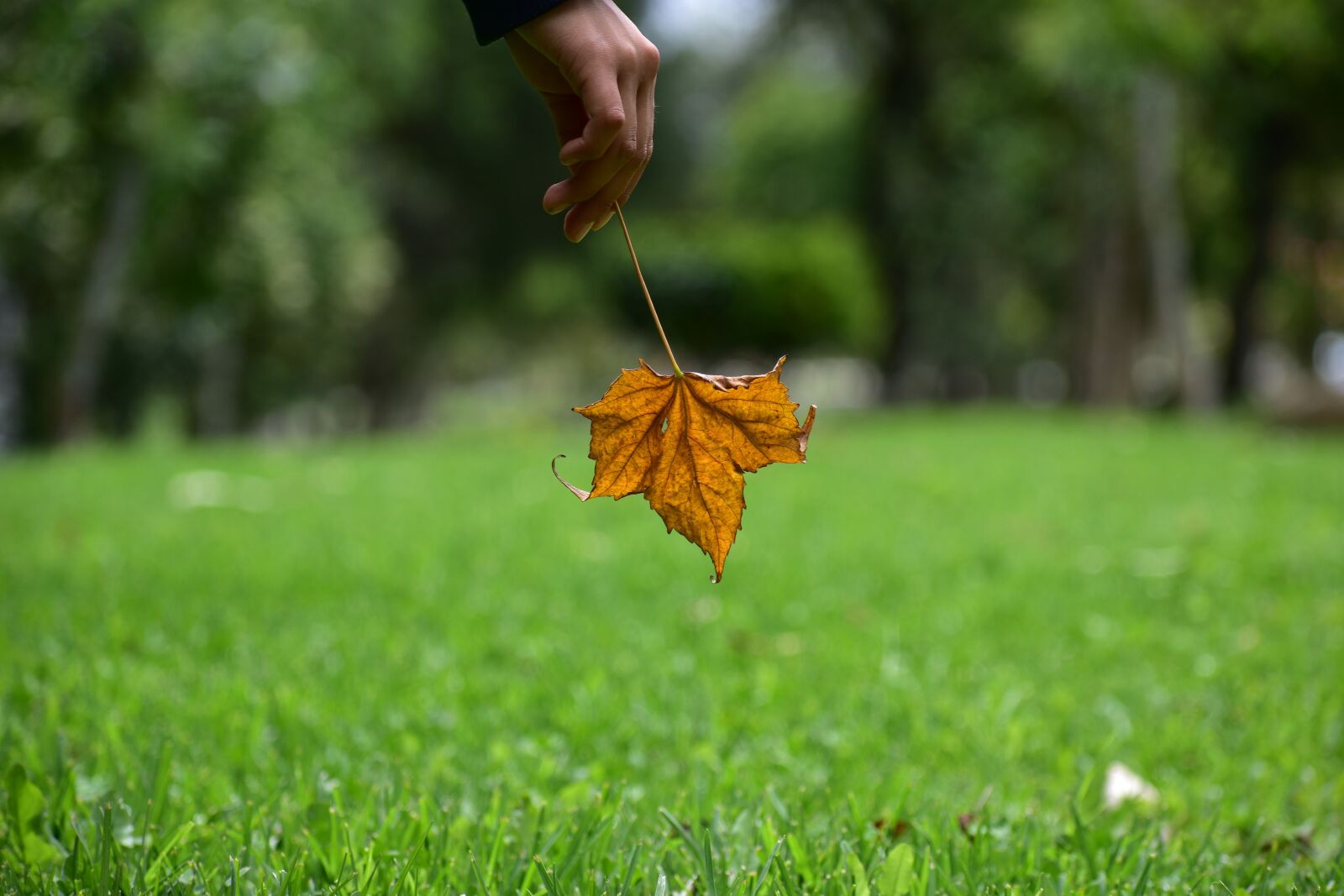 Nikon D3400 sample photo. Dry leaf, end, yellow photography