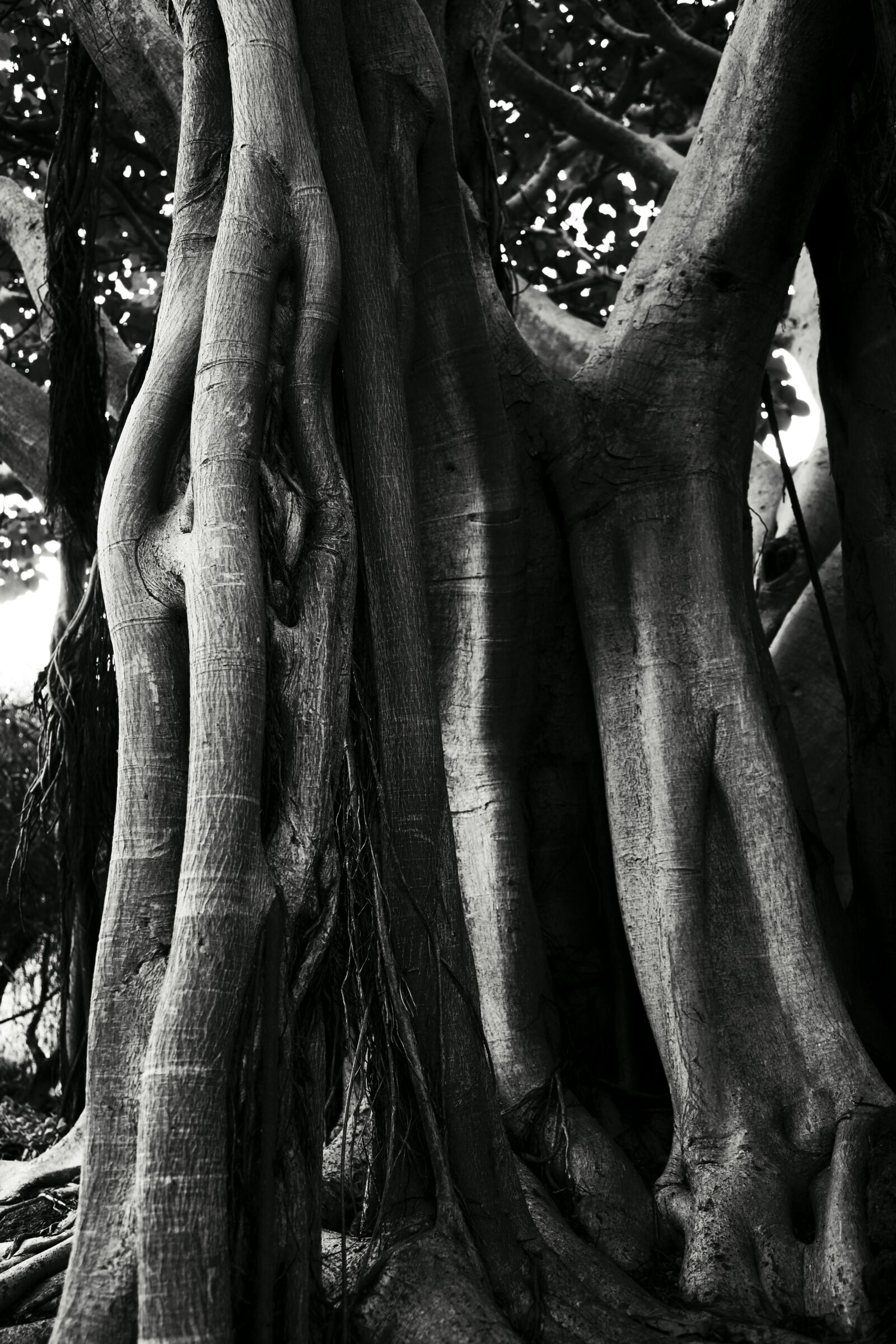 Canon EOS 5D Mark II sample photo. Ficus, black and white photography