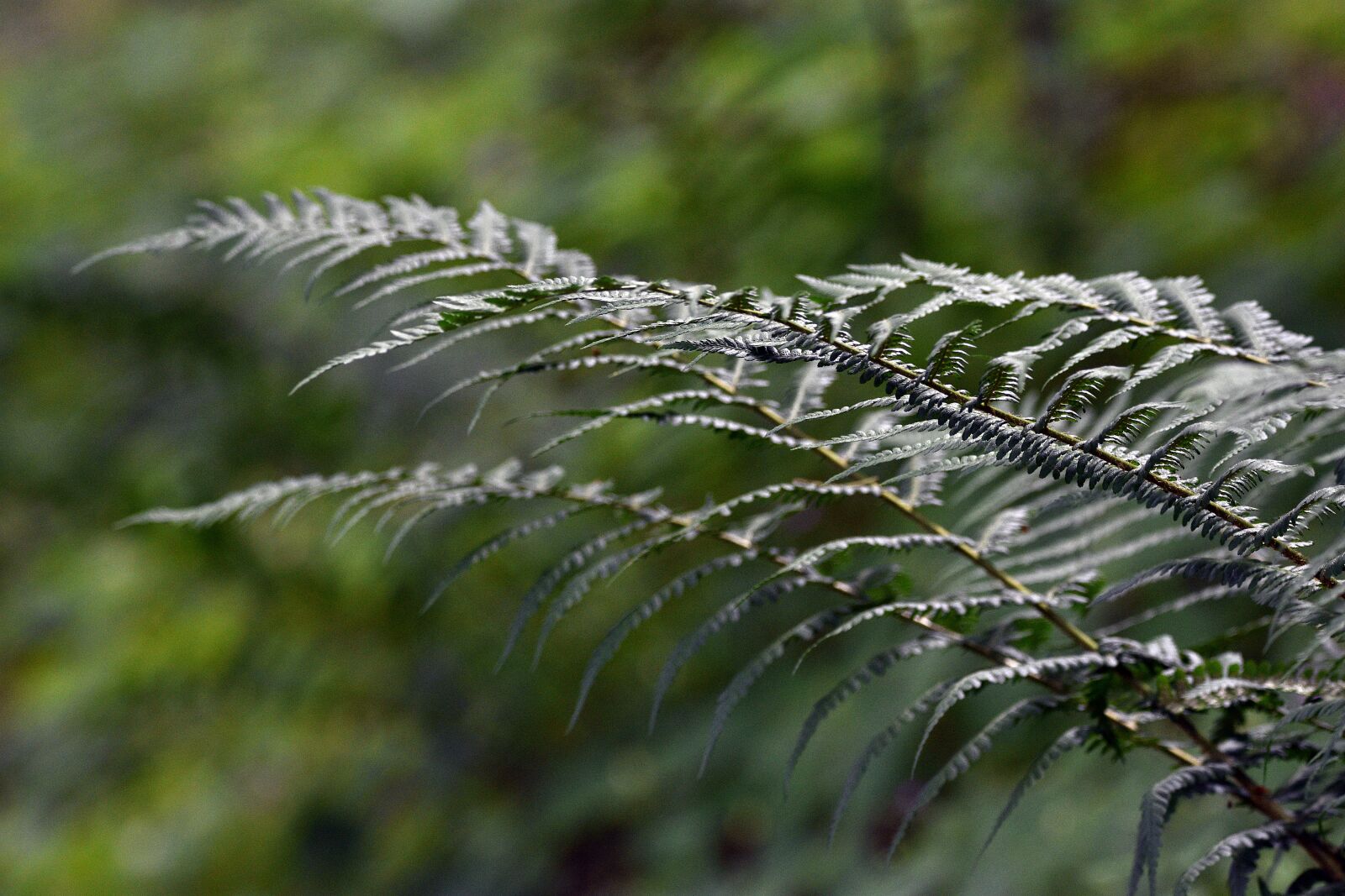 Nikon D3400 sample photo. Fern, polypody, forest photography