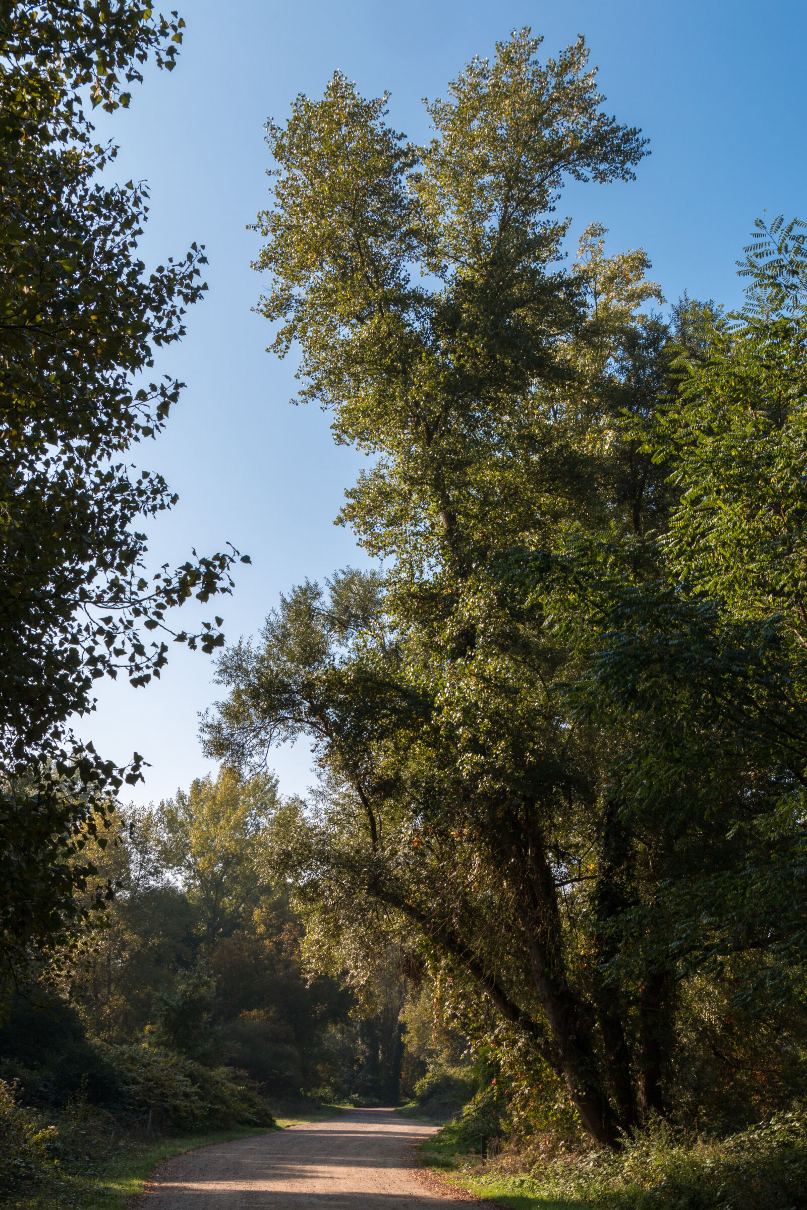 Canon EOS 70D sample photo. Blue, sky, morning, sun photography