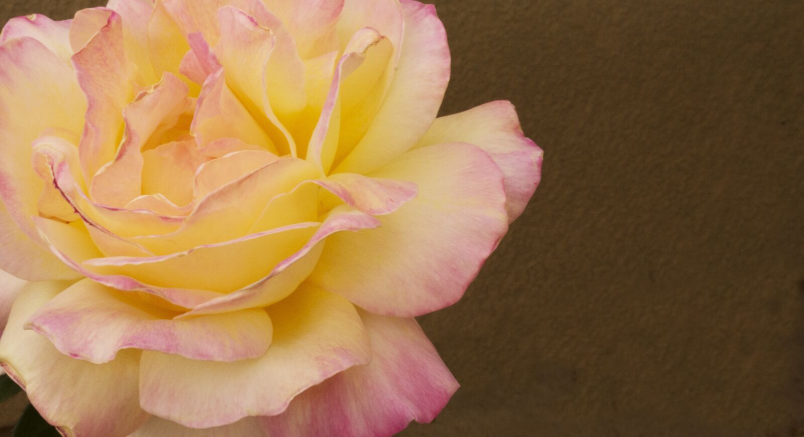 Nikon D5200 sample photo. Rose, yellow rose, pink photography