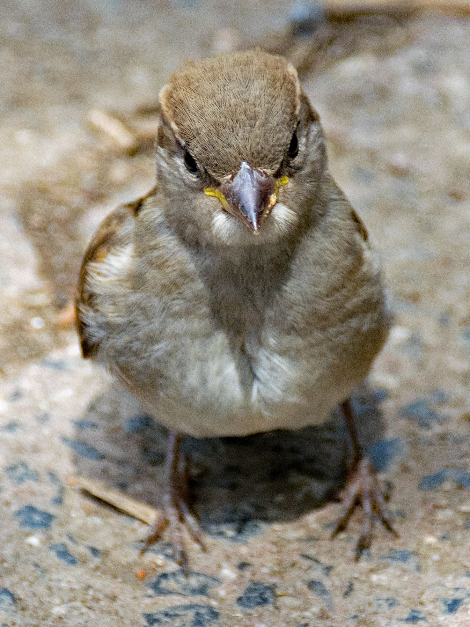 Nikon D5300 sample photo. House sparrow, sperling, sparrow photography