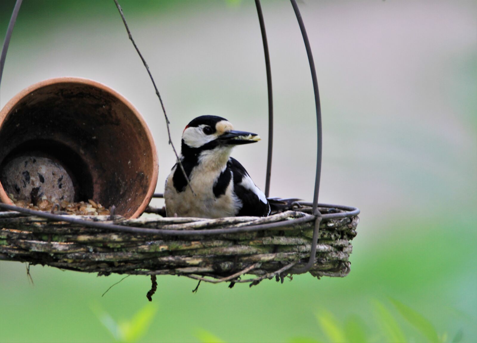 Tamron SP 150-600mm F5-6.3 Di VC USD sample photo. Great spotted woodpecker, fat photography