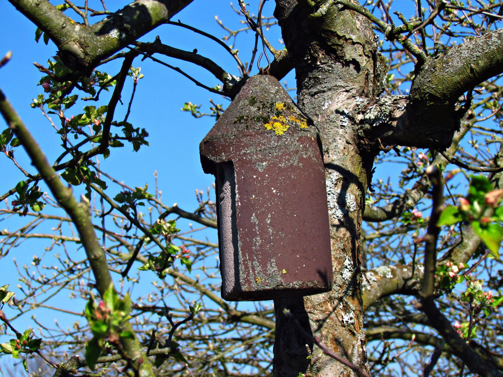 Canon PowerShot SX30 IS sample photo. Cottage, birds, bird photography