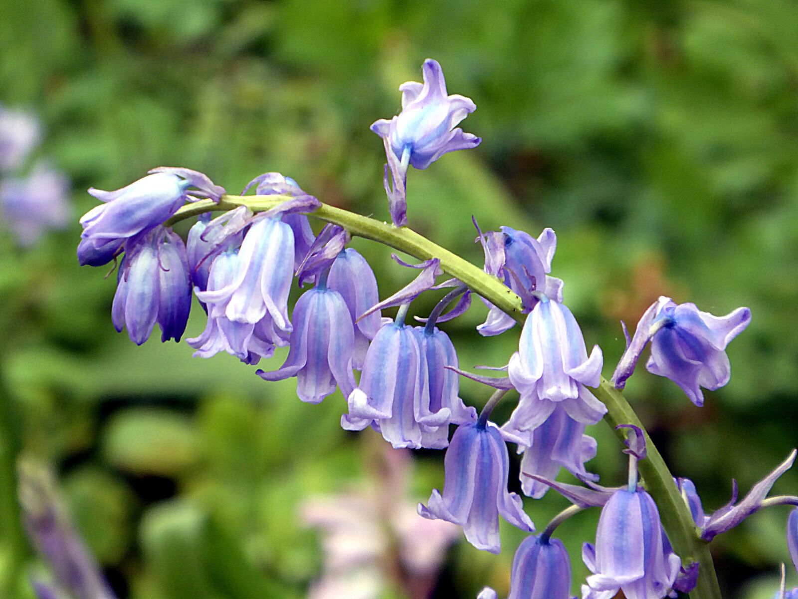 Panasonic Lumix DMC-ZS50 (Lumix DMC-TZ70) sample photo. Bluebell, blue, lily photography