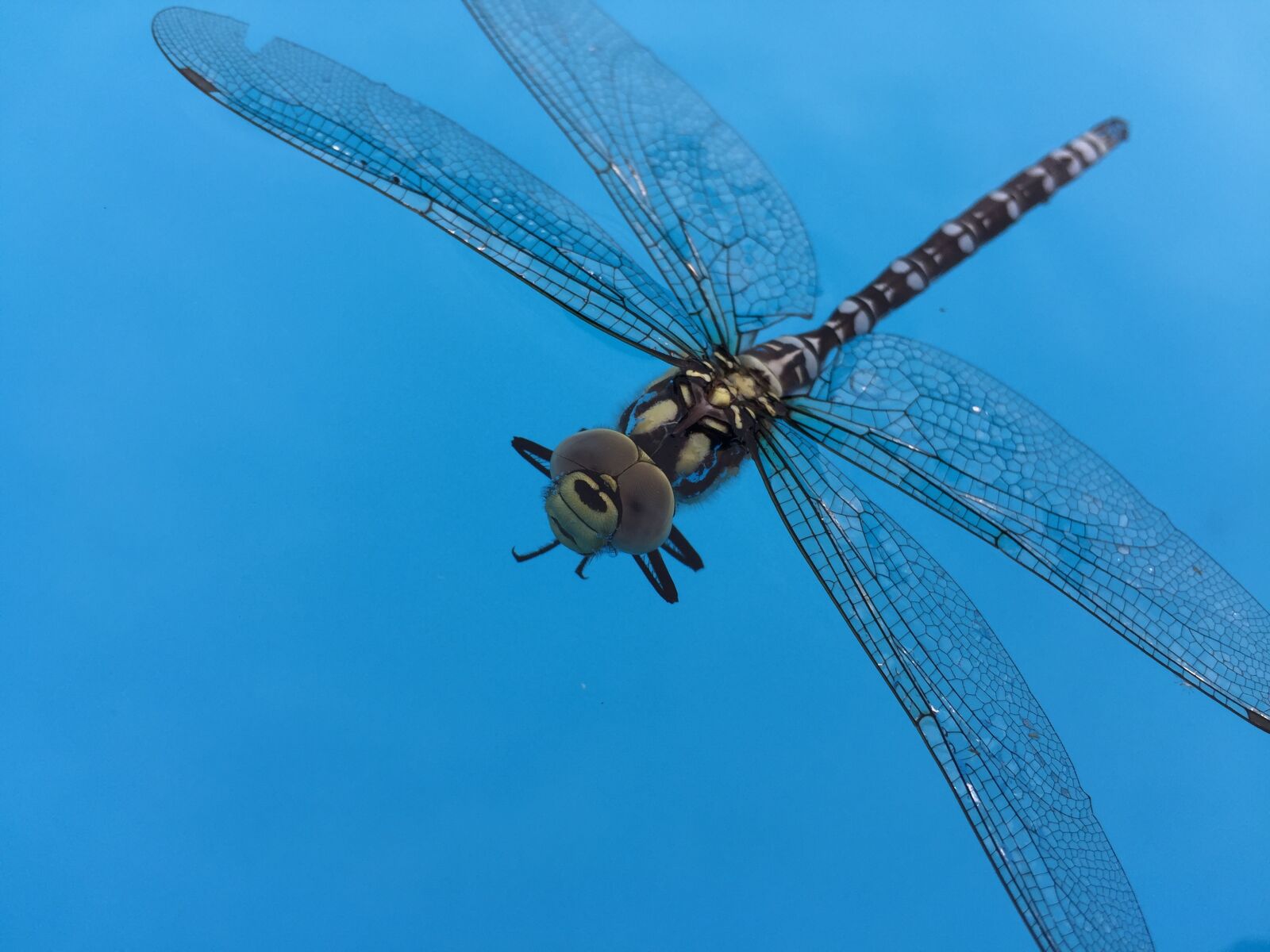 Apple iPhone 6 sample photo. Insect, dragonfly, blue photography