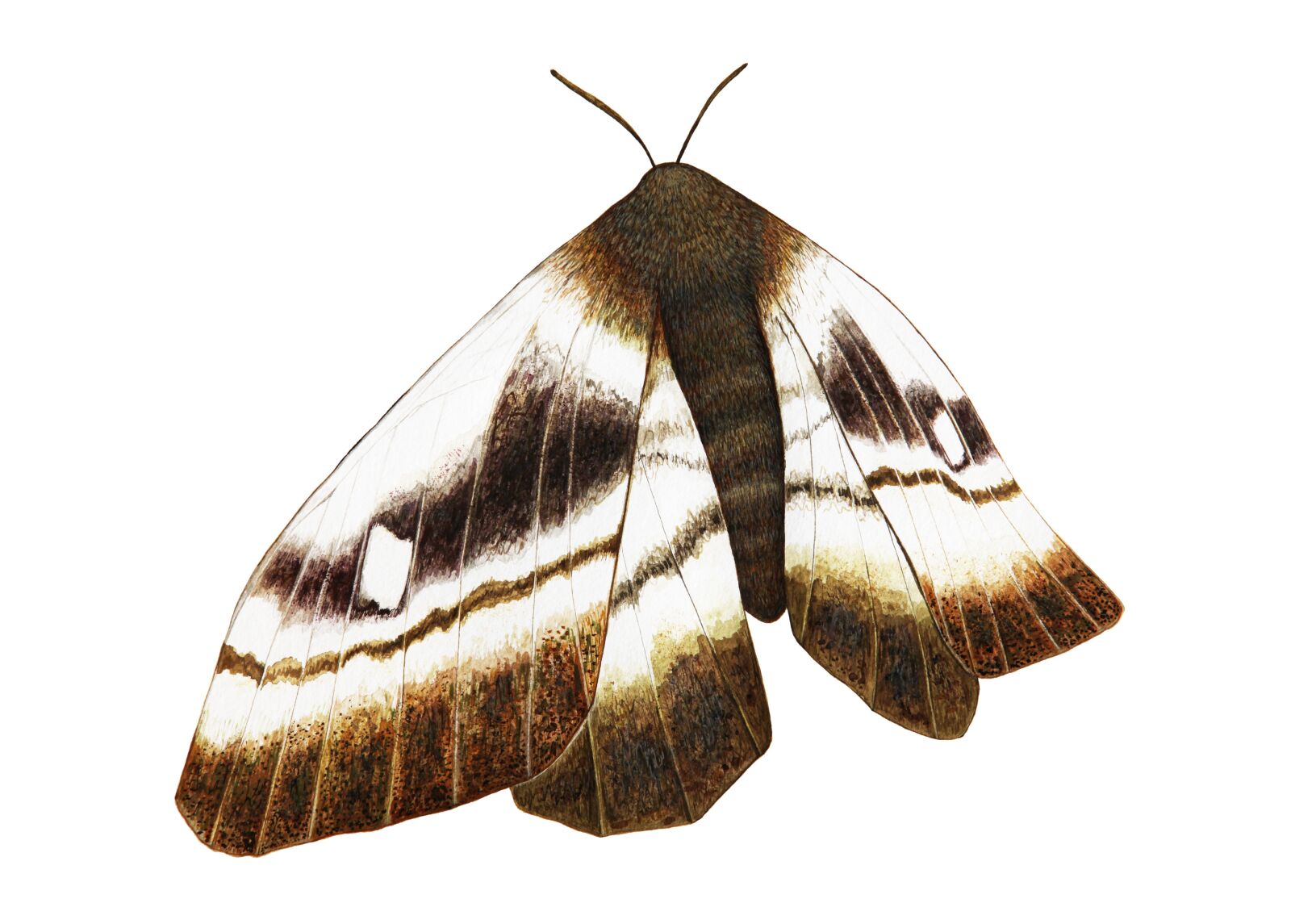 Canon EOS 5D Mark II sample photo. Brown, big, moth photography