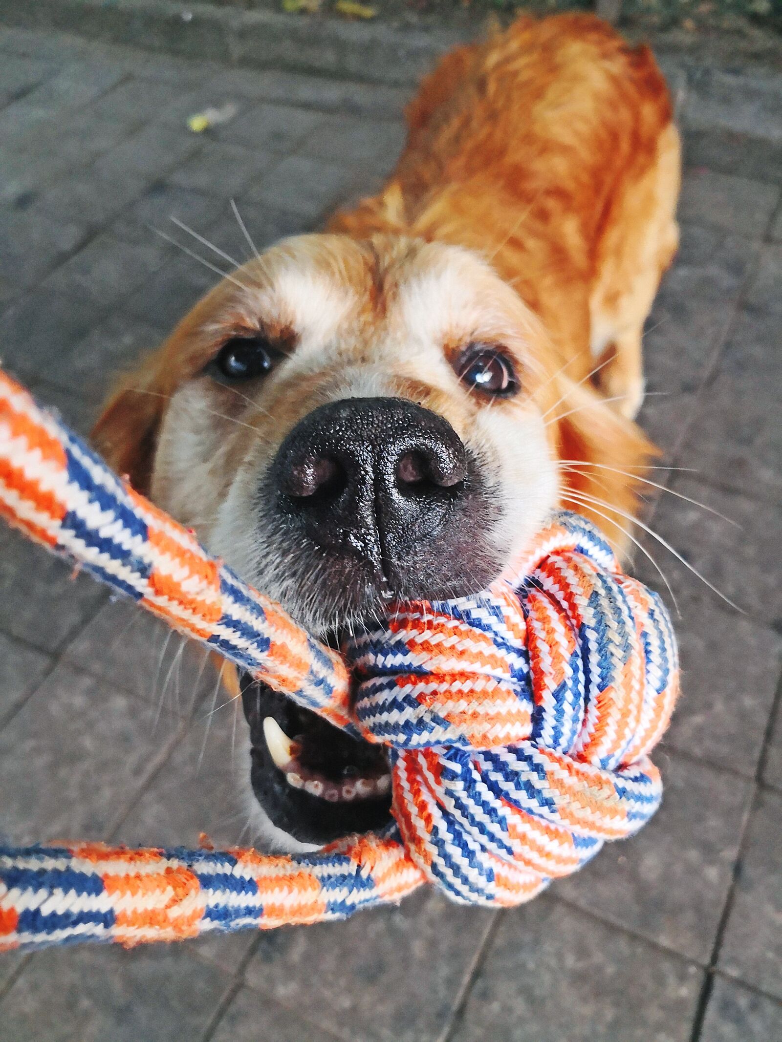HUAWEI Mate 10 Pro sample photo. Dog, animal, cute photography