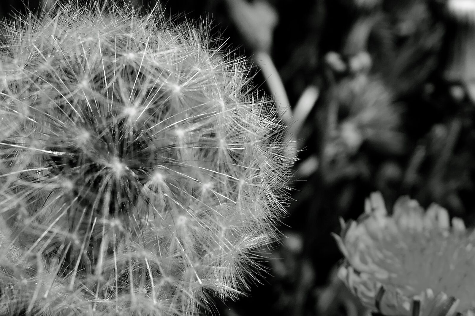 Panasonic Lumix DMC-LX10 (Lumix DMC-LX15) sample photo. Dandelion, plant, flower photography