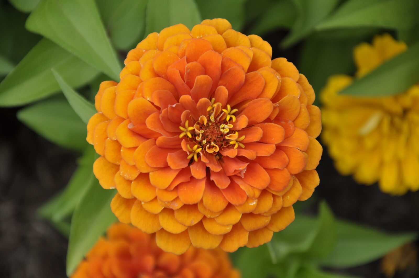 Nikon D90 sample photo. Flowers, orange, summer photography