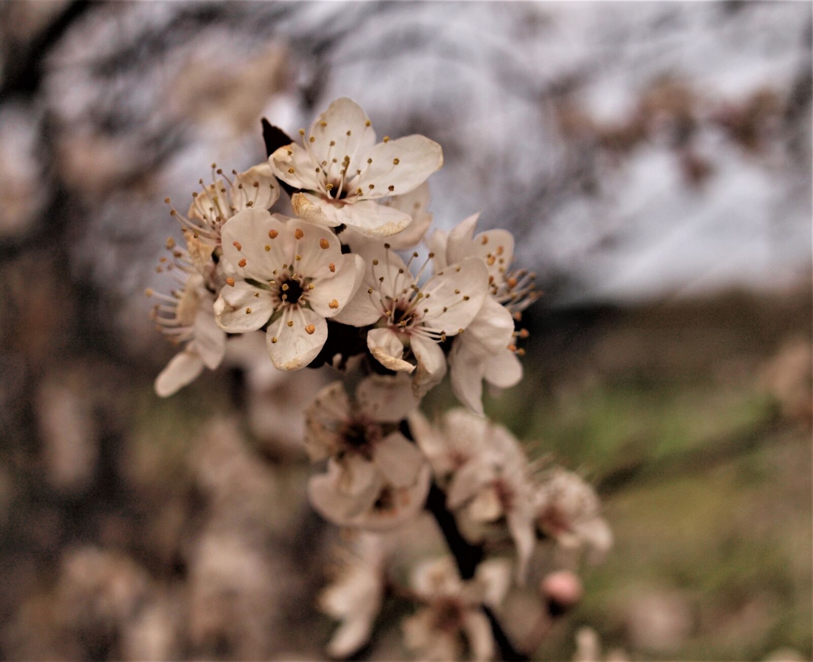 Olympus E-520 (EVOLT E-520) sample photo. Nature, flora, flower photography