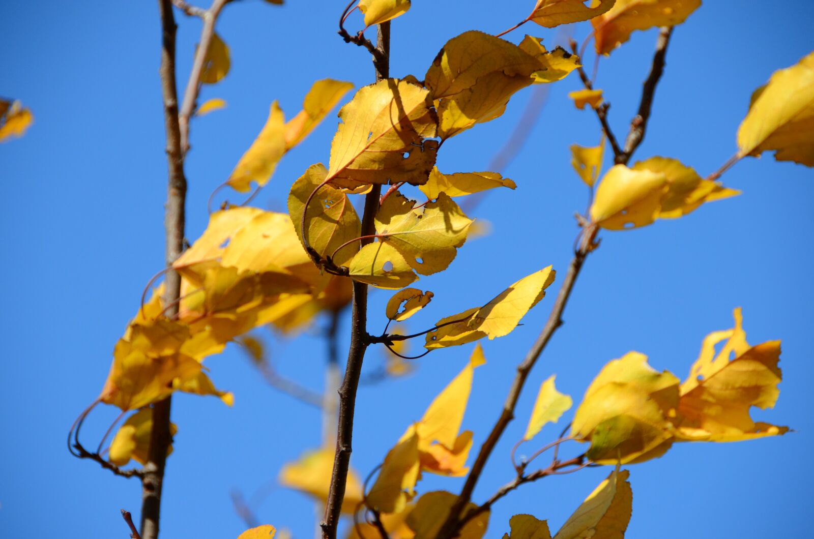 Nikon D7000 sample photo. Autumn, leaves, beijing photography