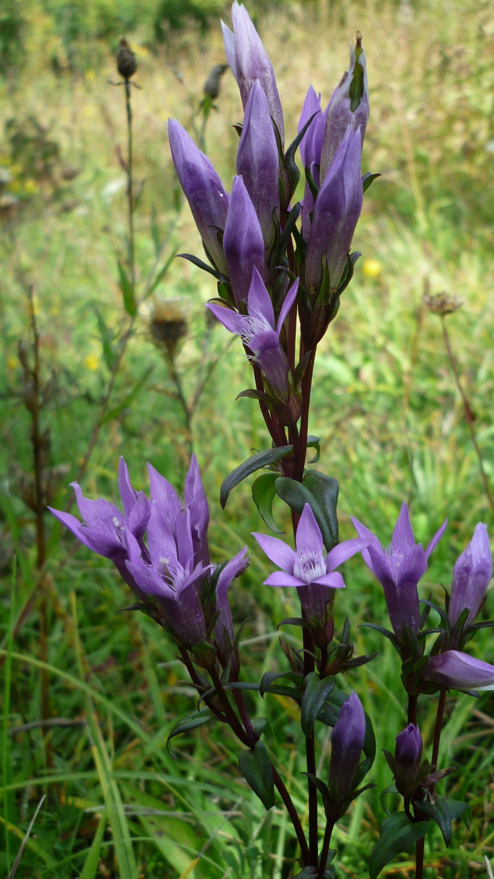 Panasonic Lumix DMC-FS6 sample photo. Milkweed gentian, flower, wild photography