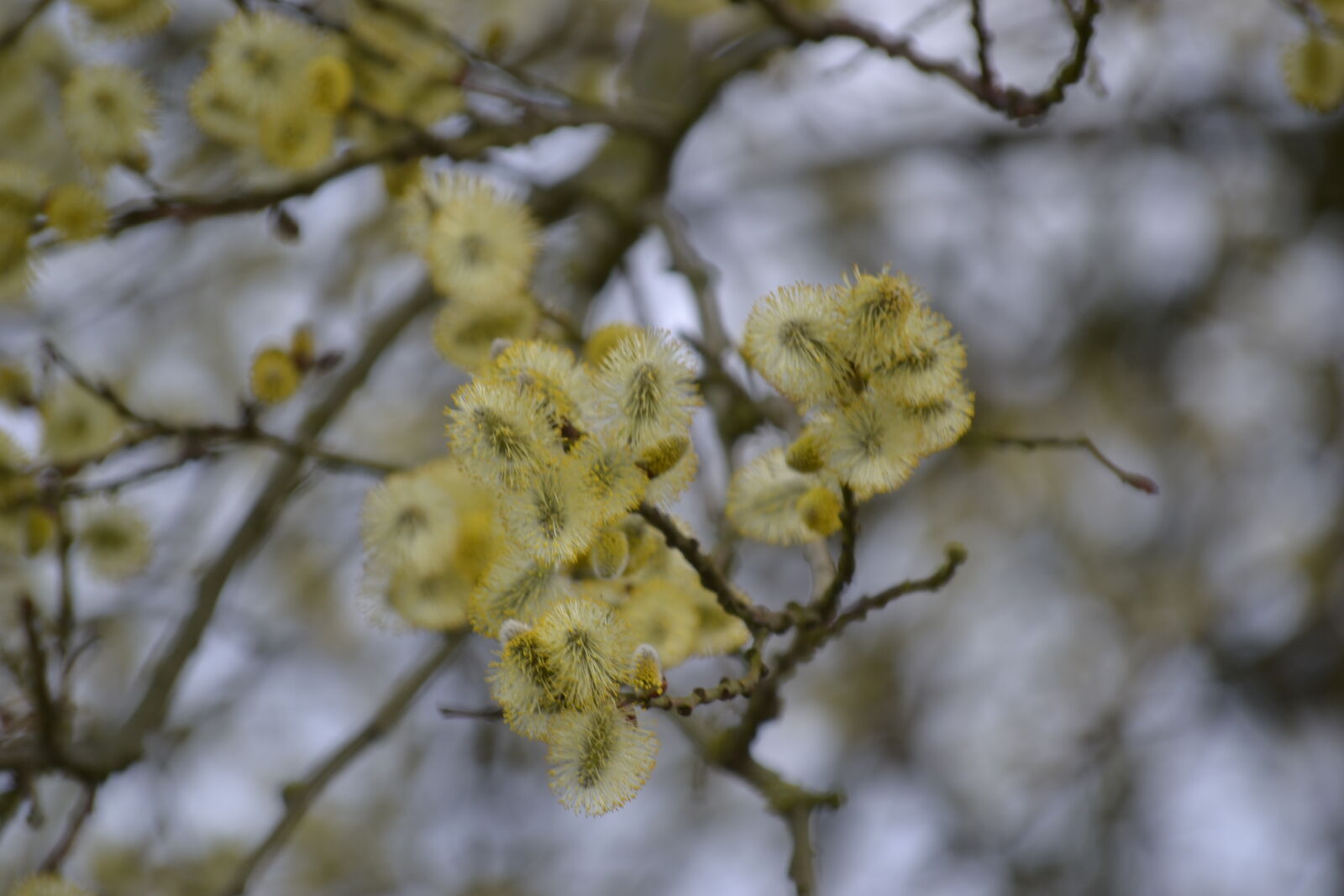 Nikon D3100 sample photo. Flowering, kitten, tree, willow photography