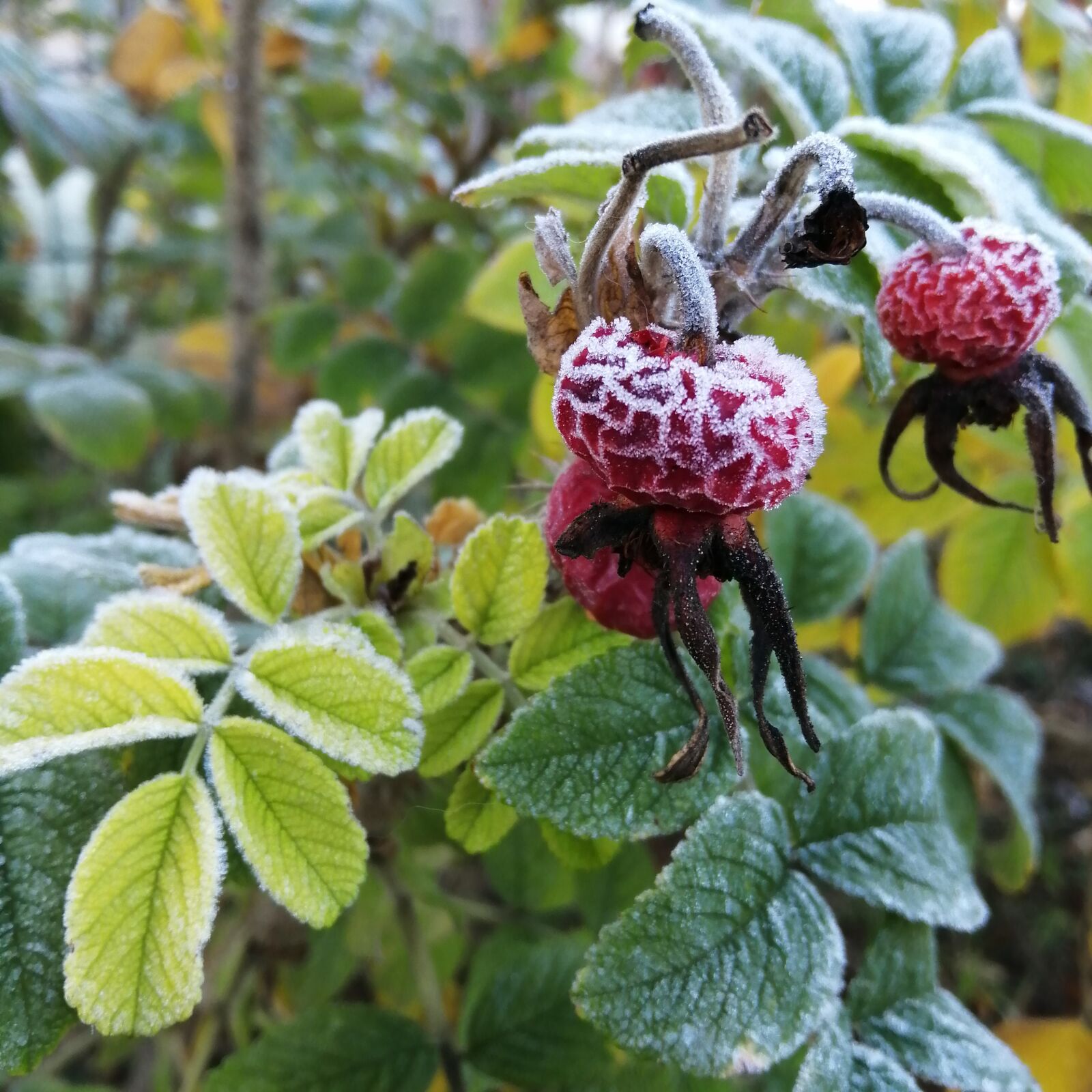 HUAWEI Honor 10 Lite sample photo. Rose hip, frost, winter photography