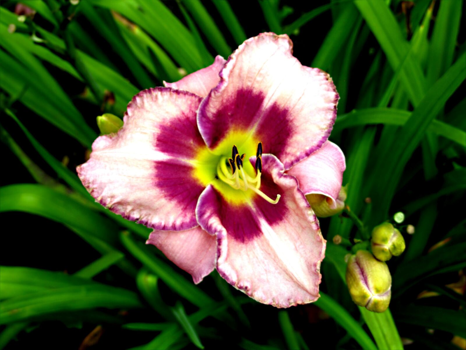 Canon PowerShot SX210 IS sample photo. Lily, light pink, purple photography
