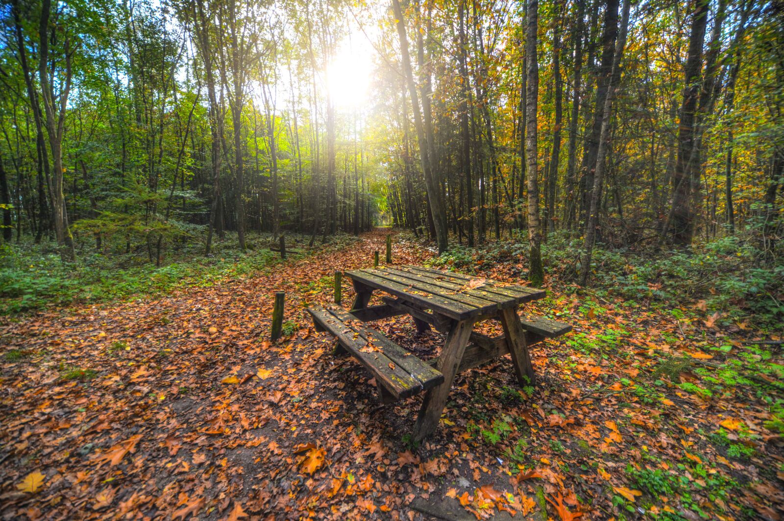 Nikon D610 sample photo. Bench, forest, picnic photography