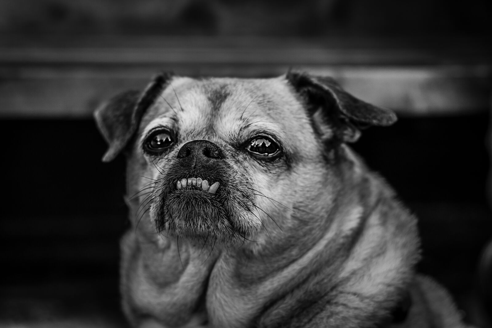 Canon EOS 1300D (EOS Rebel T6 / EOS Kiss X80) + Canon EF 50mm F1.8 STM sample photo. Dog, mammal, friend photography