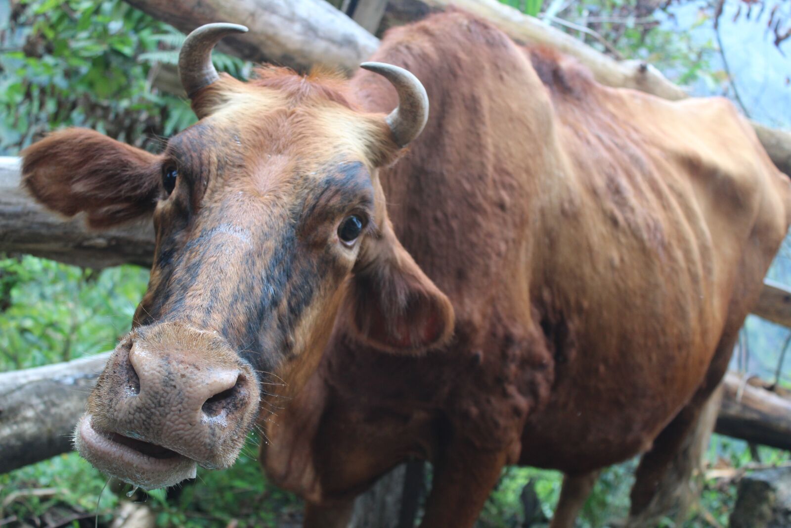 Canon EOS 1300D (EOS Rebel T6 / EOS Kiss X80) sample photo. Cow, farm, field photography