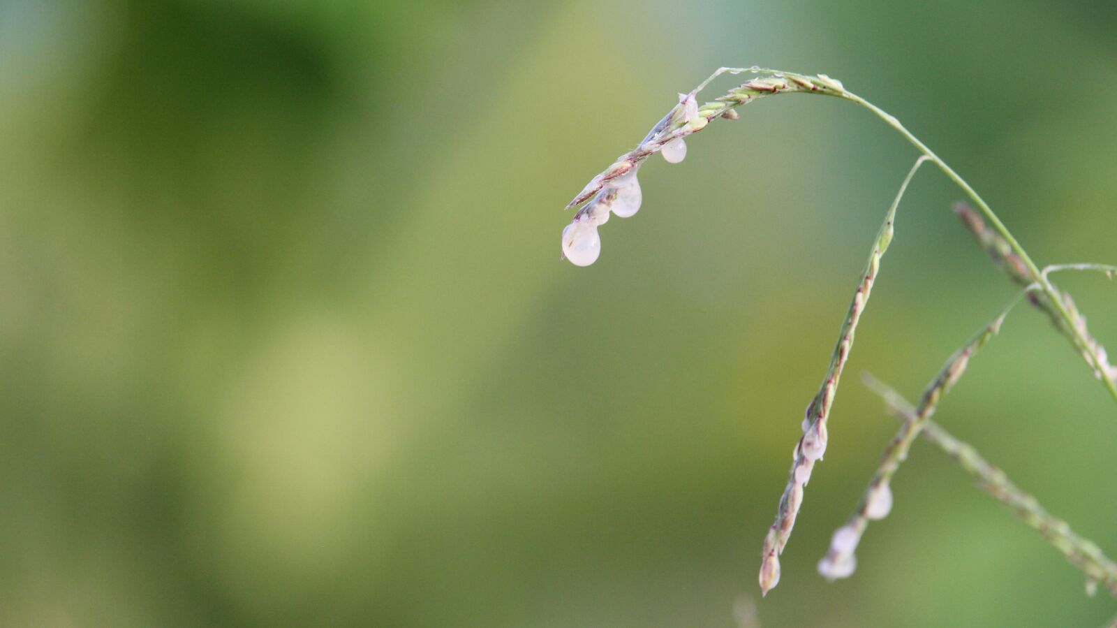 Canon EOS 60D + Canon EF-S 55-250mm F4-5.6 IS STM sample photo. Dew, drops of water photography