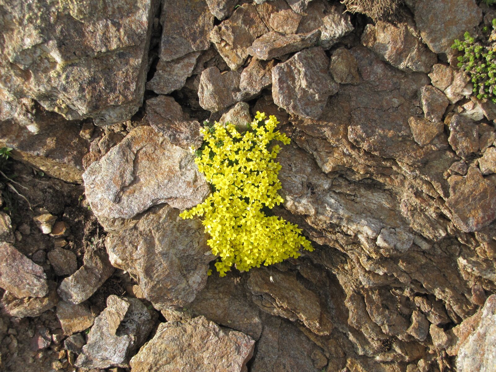 Canon PowerShot SX20 IS sample photo. Mountains, flowers, stone photography