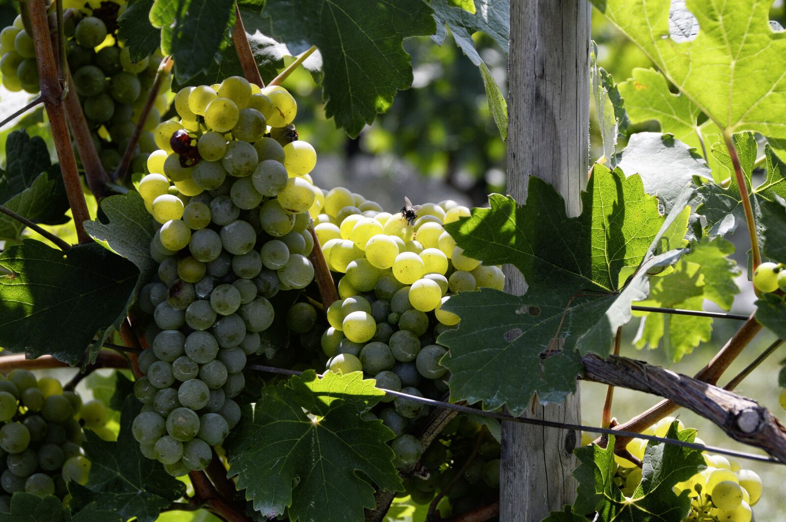 Nikon D3200 sample photo. Grapes, winegrowing, vine photography