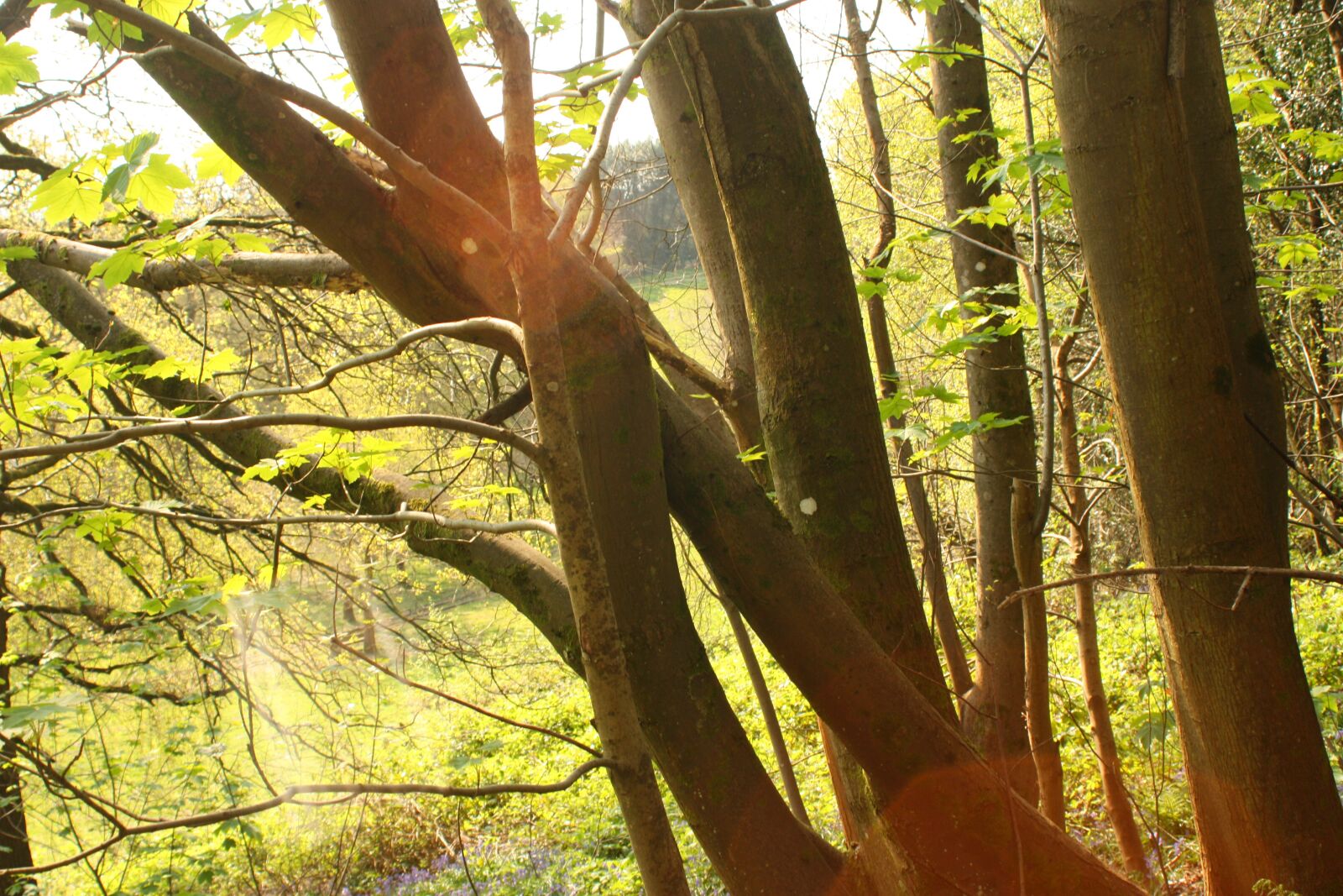 Canon EOS 450D (EOS Rebel XSi / EOS Kiss X2) sample photo. Trees, landscape, tree photography