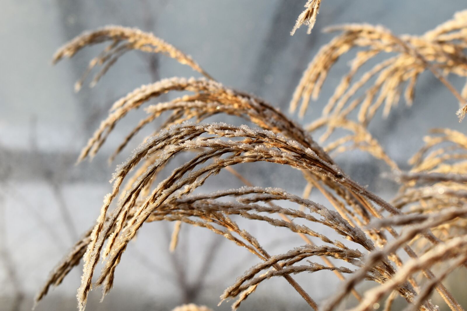 Nikon D5500 sample photo. Leaf, grass, frost photography