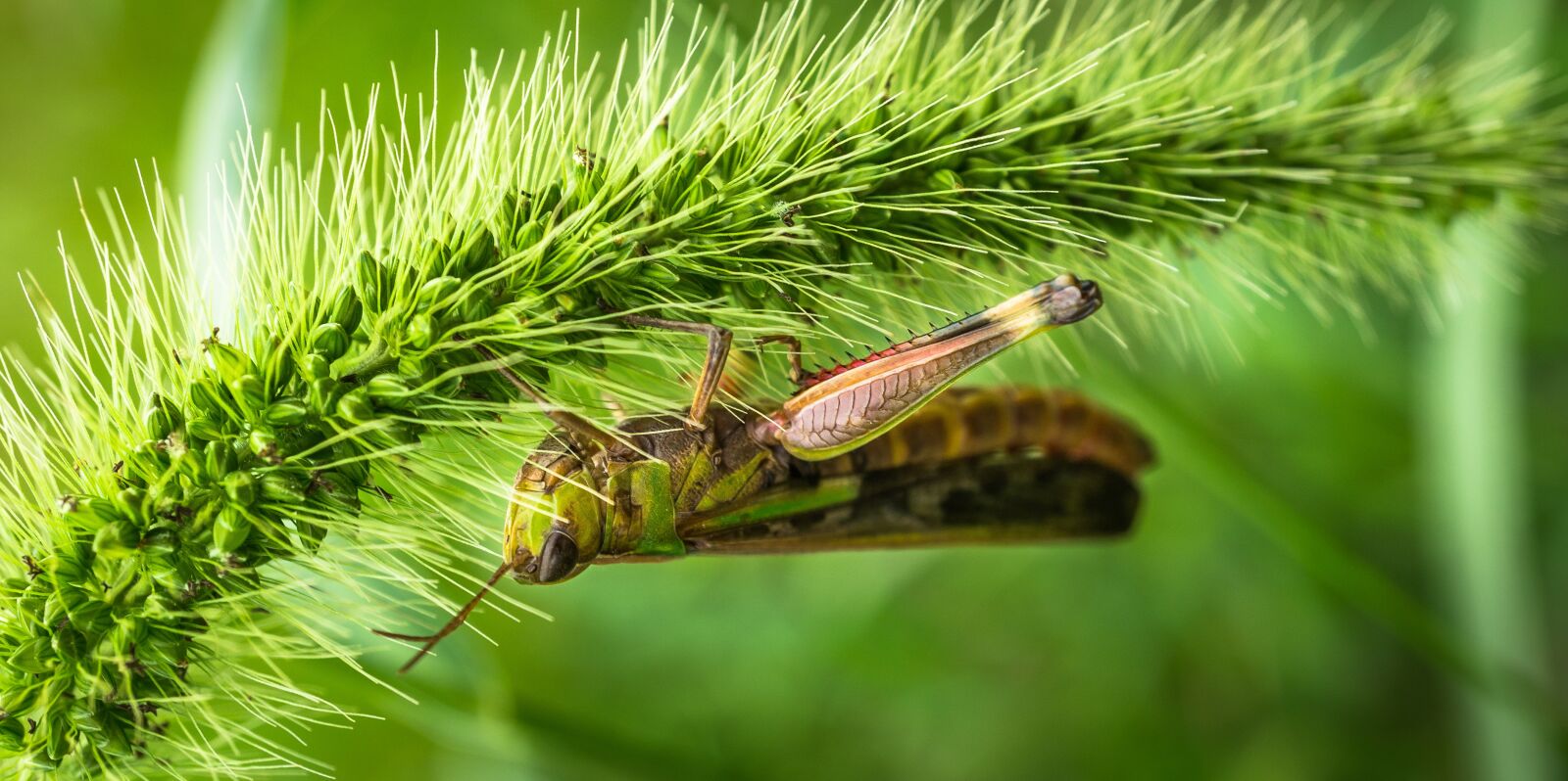 Sony E 30mm F3.5 Macro sample photo. Grasshopper, insects, nature photography