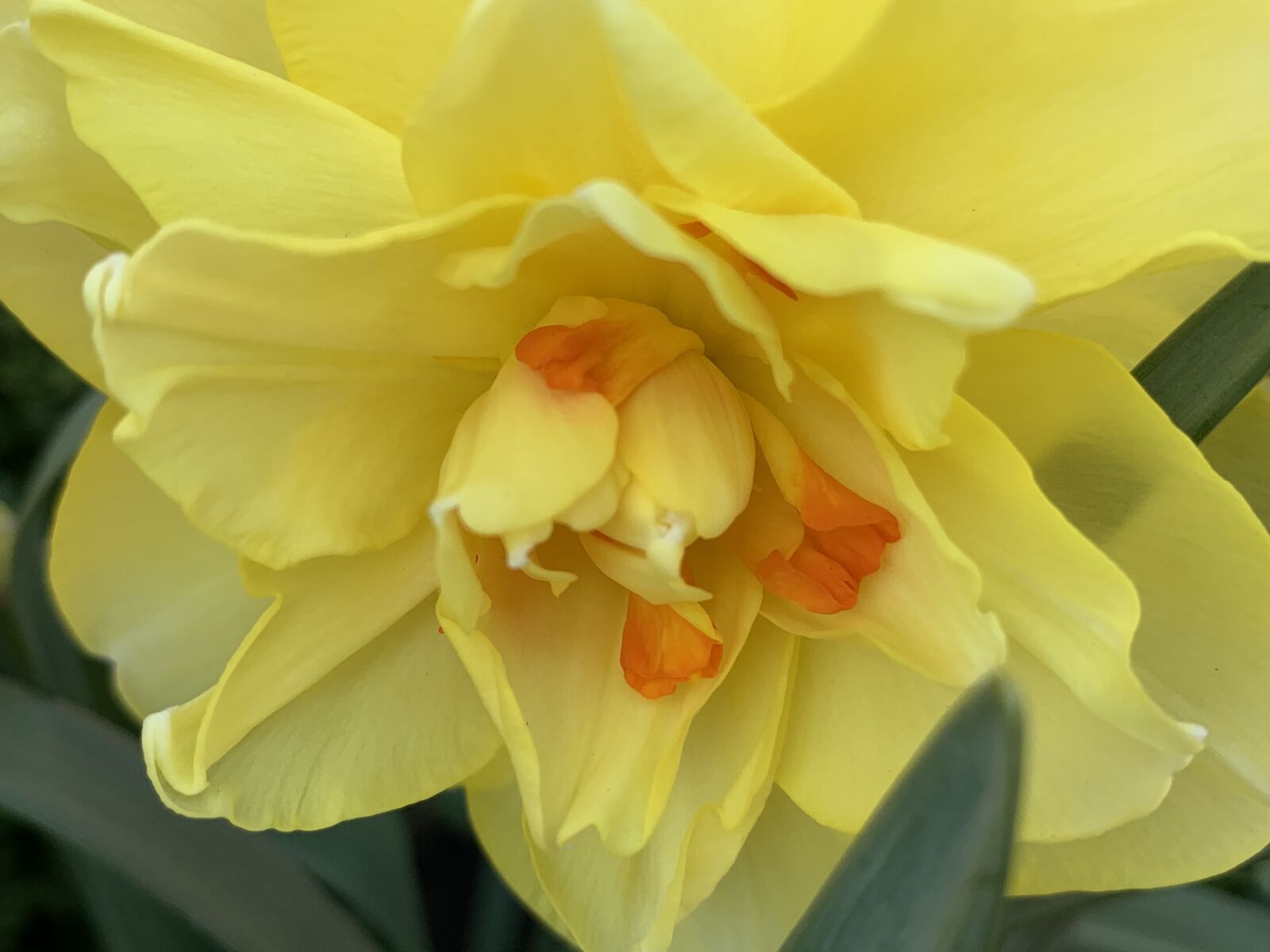Apple iPhone XR sample photo. Daffodil, pale yellow daffodil photography