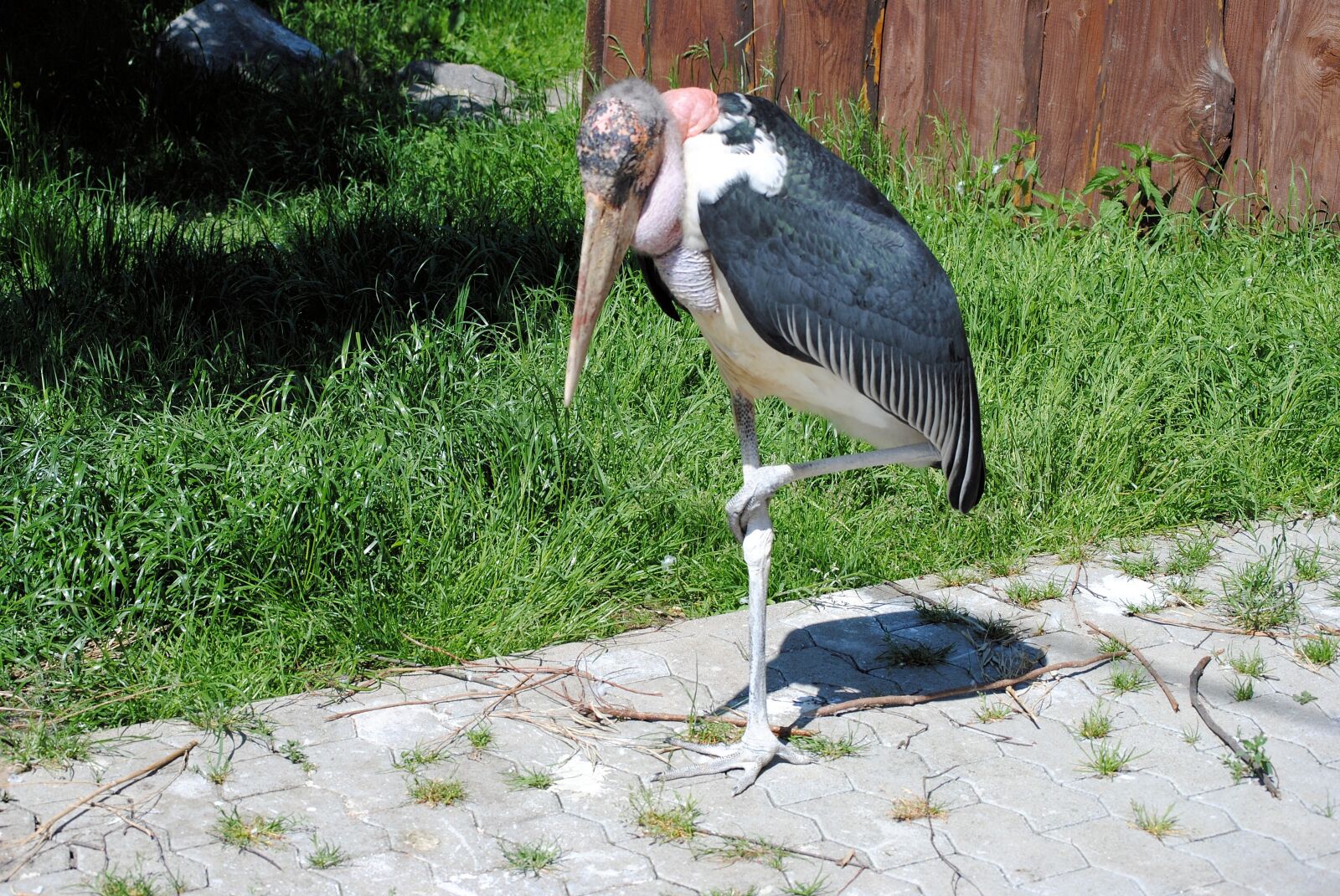 Nikon D3000 sample photo. Marabu, bird, animal photography