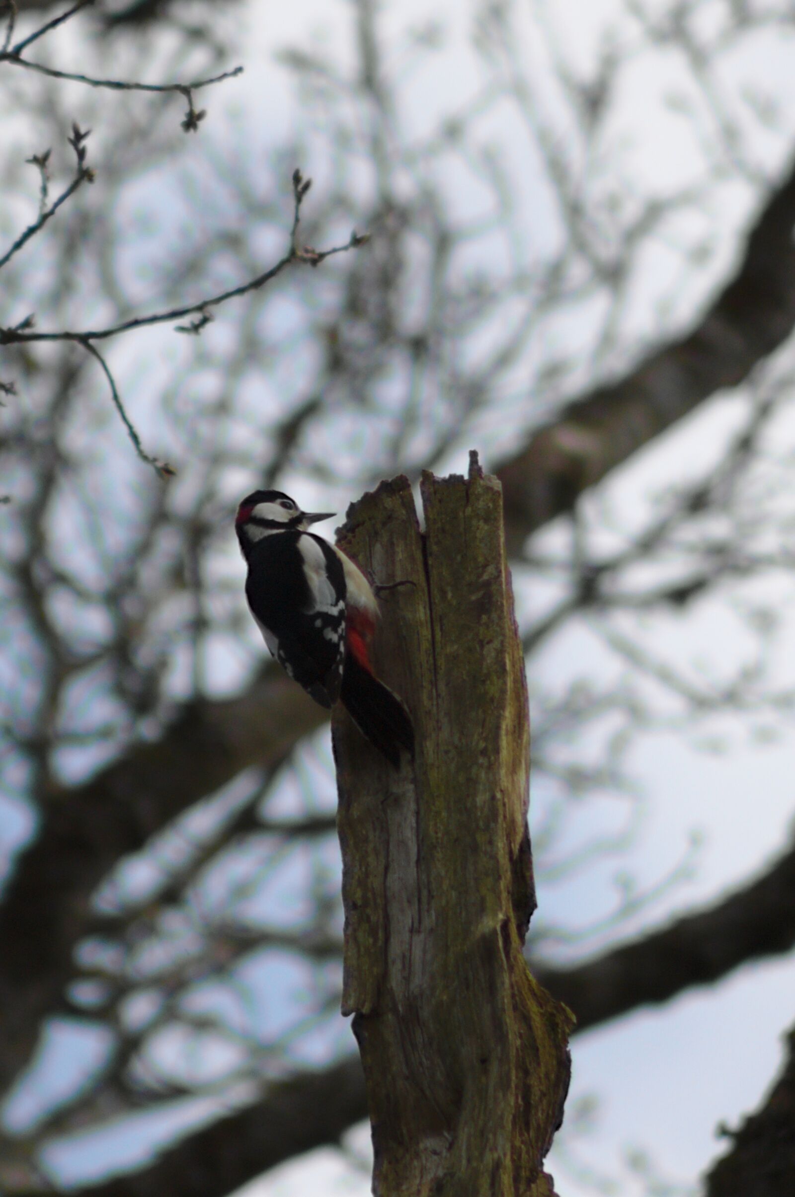 Canon EOS 50D sample photo. Woodpecker, greater, spotted photography