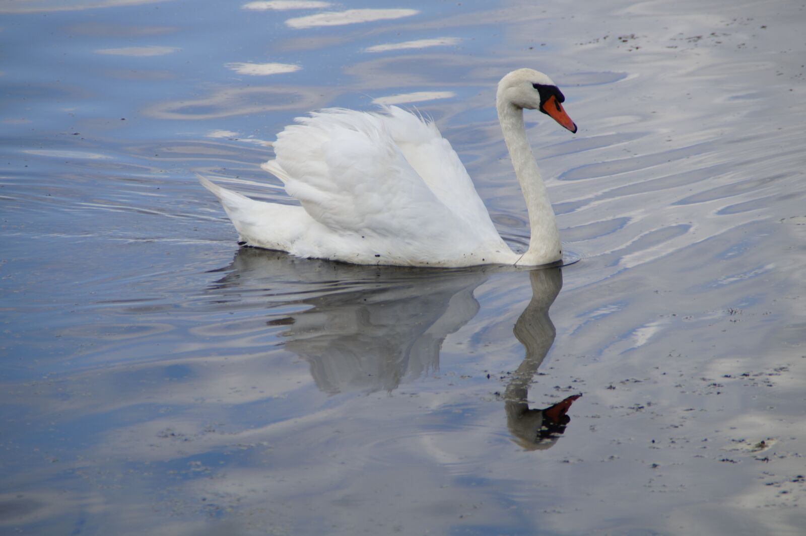 Sony SLT-A58 sample photo. Swan, water bird, beautiful photography