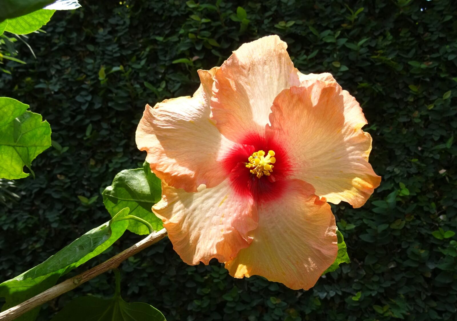 Sony DSC-HX60V sample photo. Hibiscus, peach, flower photography