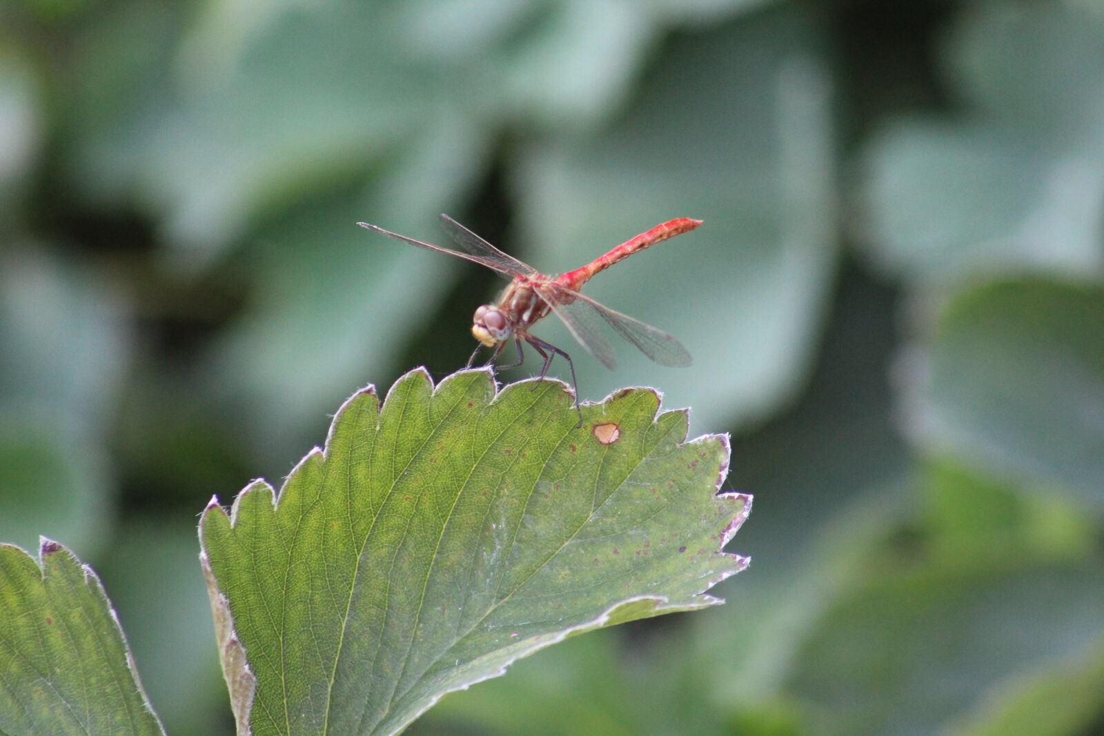 Canon EOS 1300D (EOS Rebel T6 / EOS Kiss X80) sample photo. Dragonfly, insect, summer photography