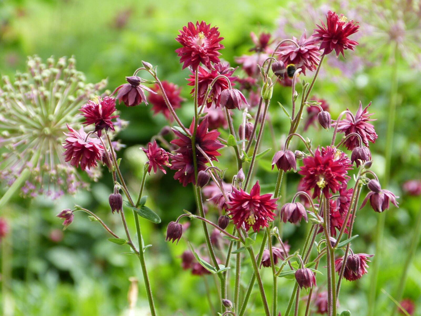 Panasonic Lumix DMC-FZ150 sample photo. Columbine, red, ornamental onion photography